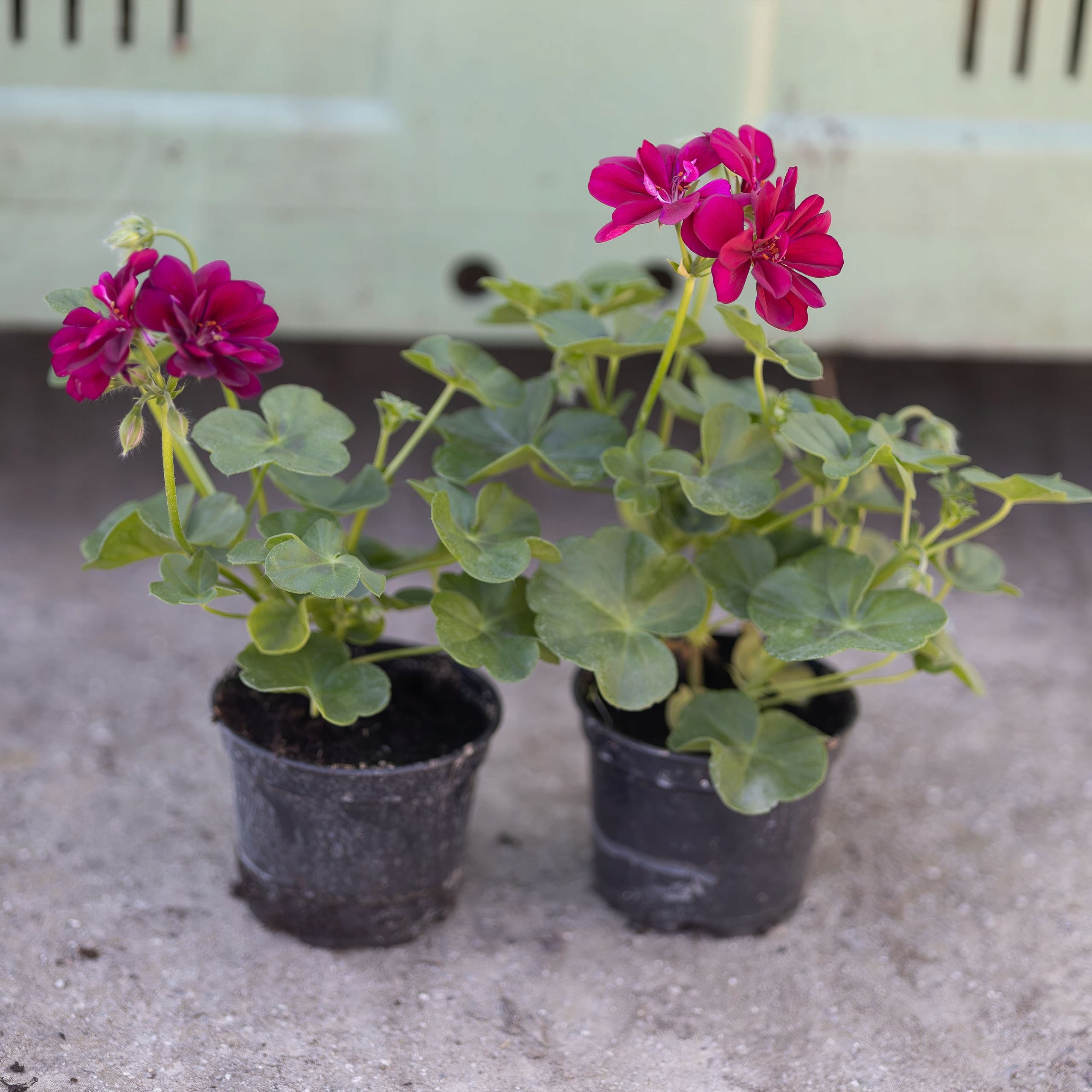 Pelargonia Wisząca Fioletowa, zdjęcie główne