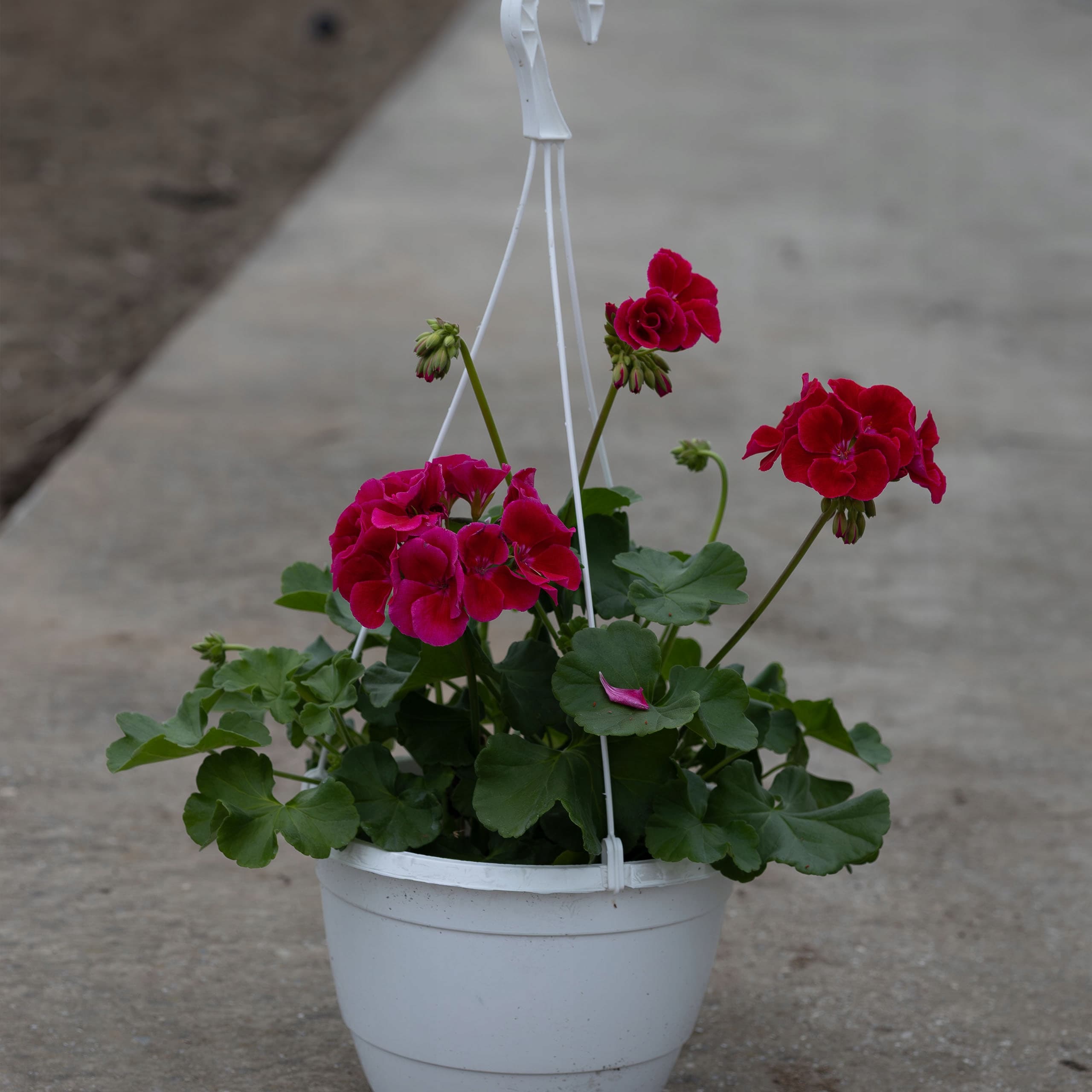 Ciemnoróżowa Pelargonia w Wiszącej Donicy, zdjęcie główne