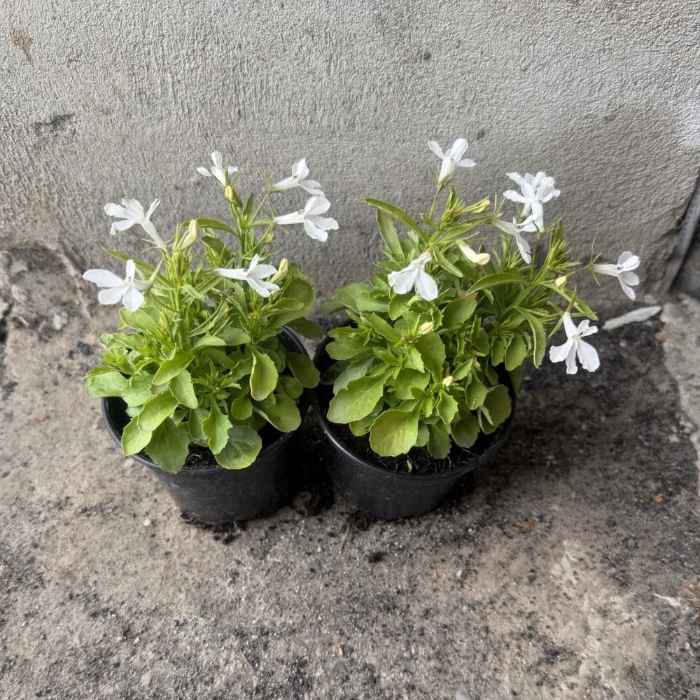 Lobelia Biała, ujęcie 3