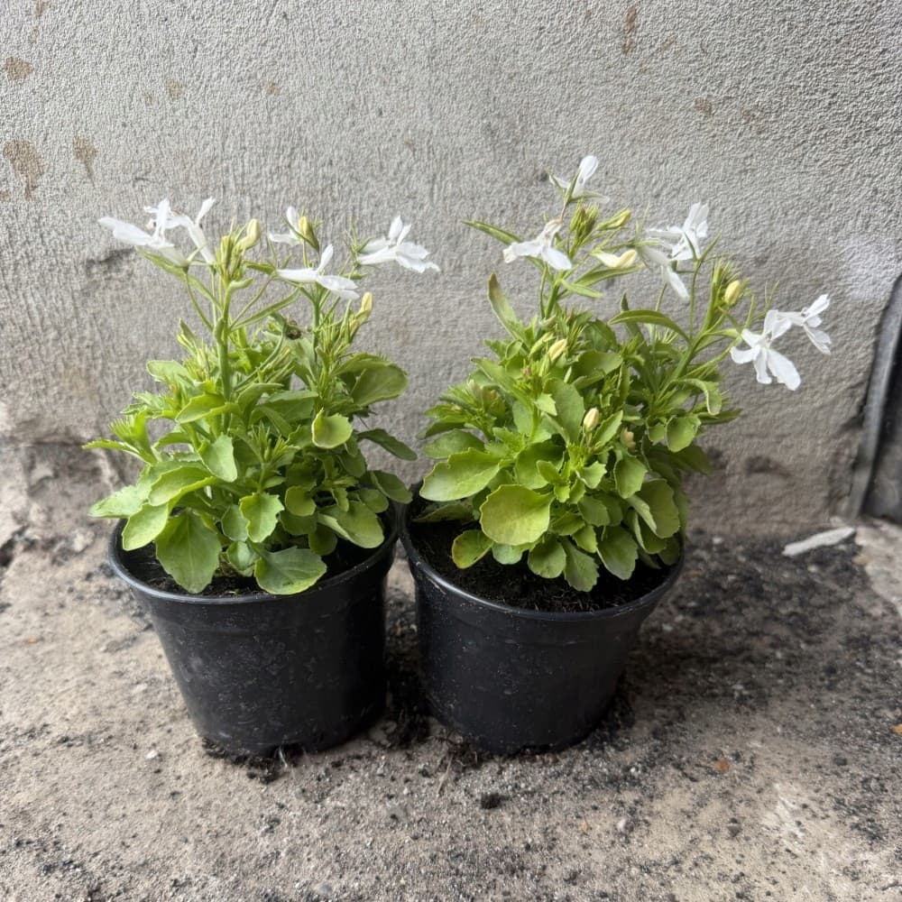 Lobelia Biała, zdjęcie główne