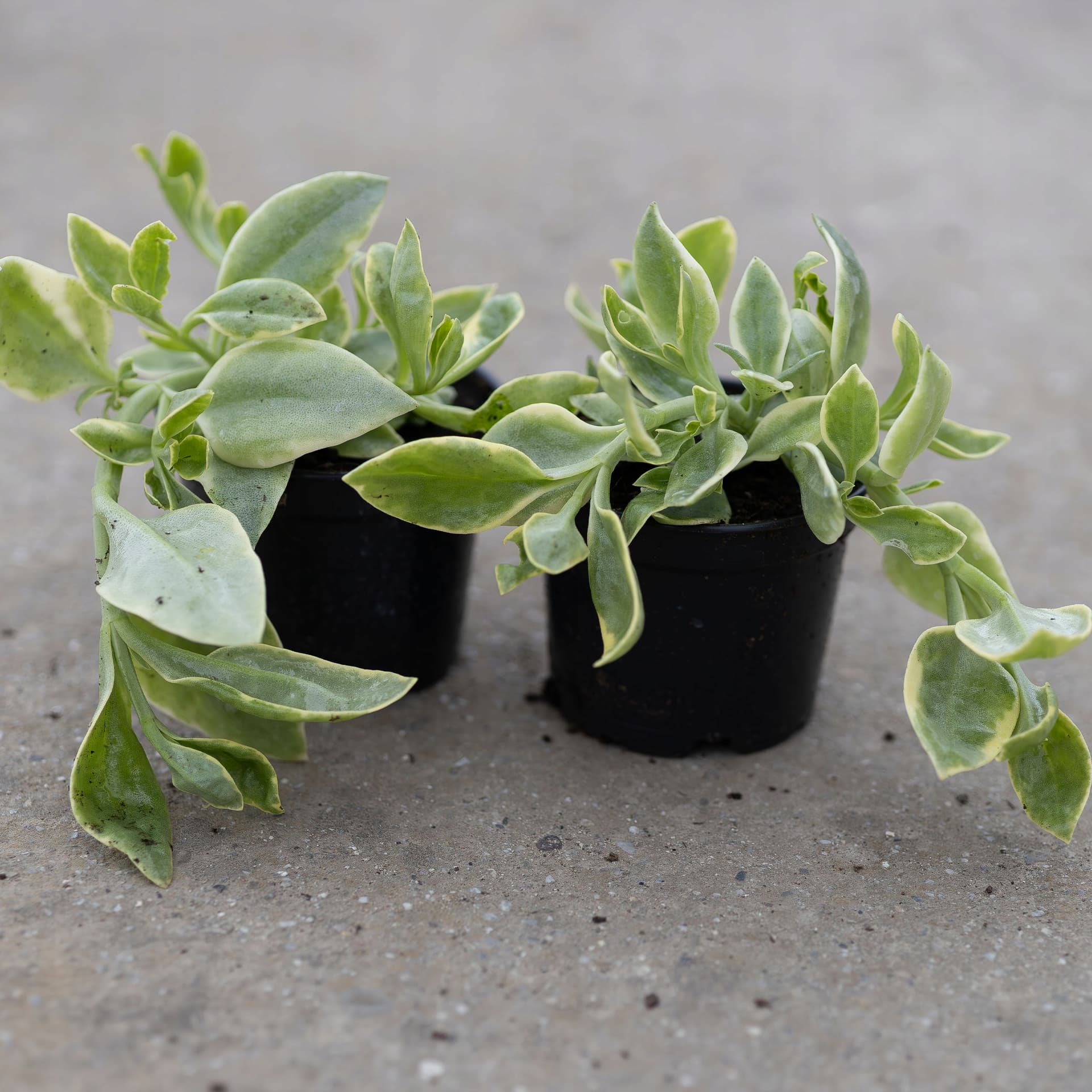 Aptenia Sercolistna 'Variegata', zdjęcie główne