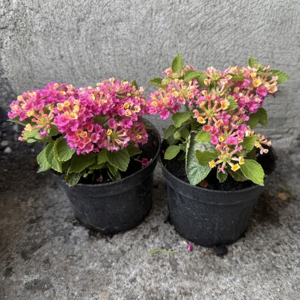 Lantana Zmienna Wielobarwna (Mix), zdjęcie główne