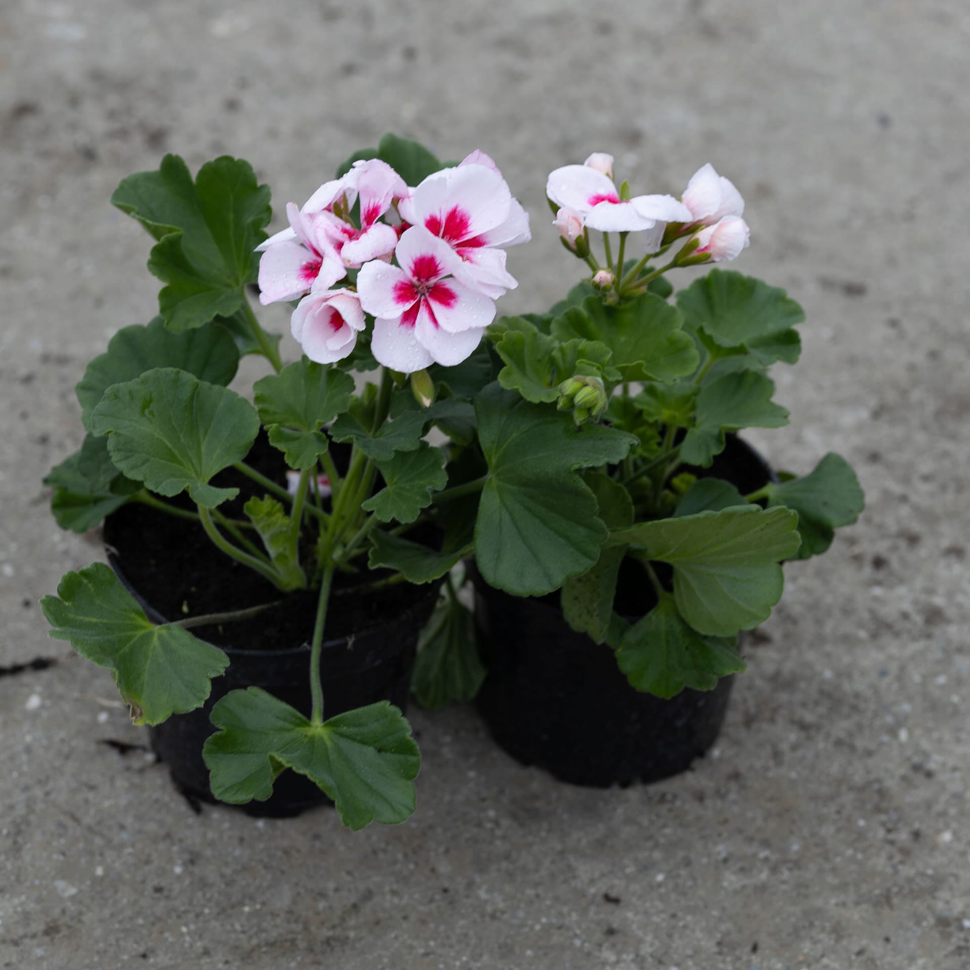 Jasnoróżowa Pelargonia Hybrydowa CALLIOPE, zdjęcie główne