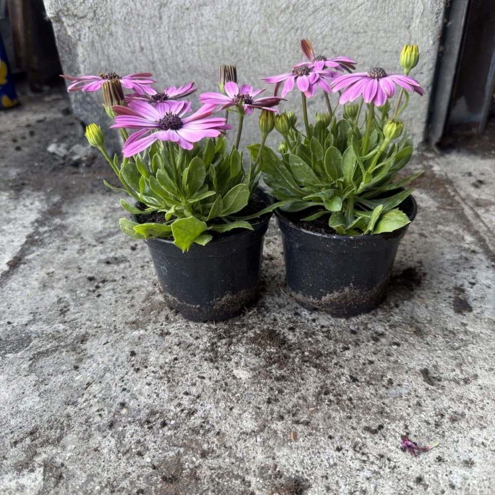 Osteospermum Różowo-Liliowa, zdjęcie główne