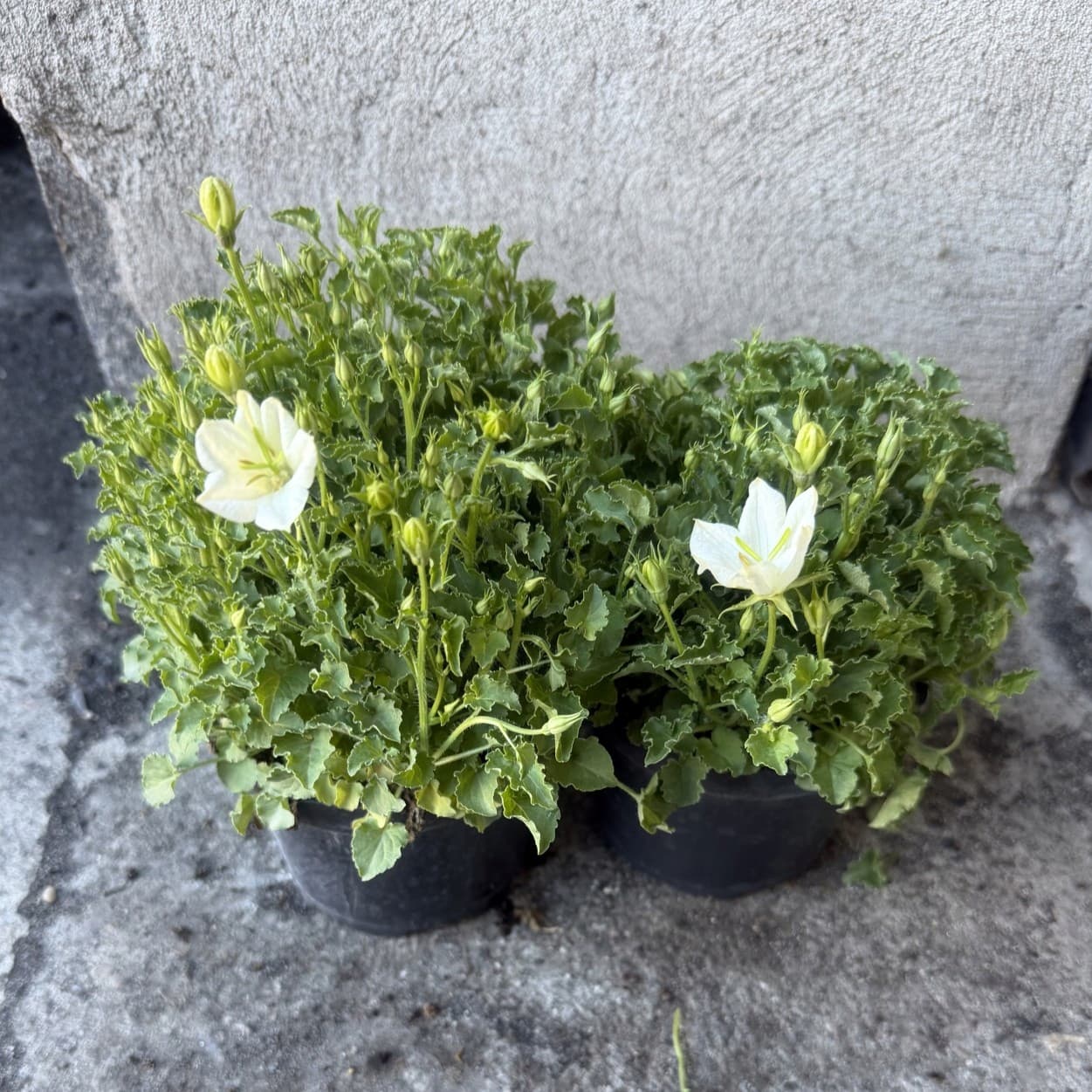 Dzwonek Karpacki (Campanula) Biały, zdjęcie główne