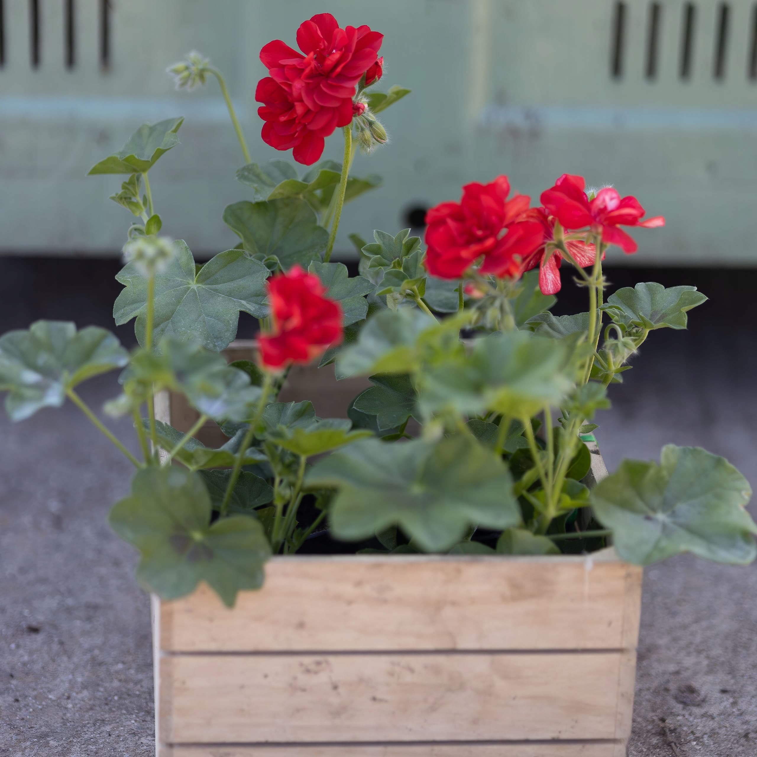 Pelargonia Wisząca Czerwona, ujęcie 4