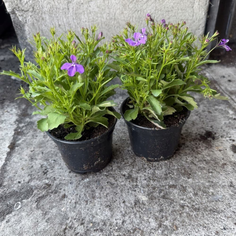 Lobelia Fioletowa, zdjęcie główne