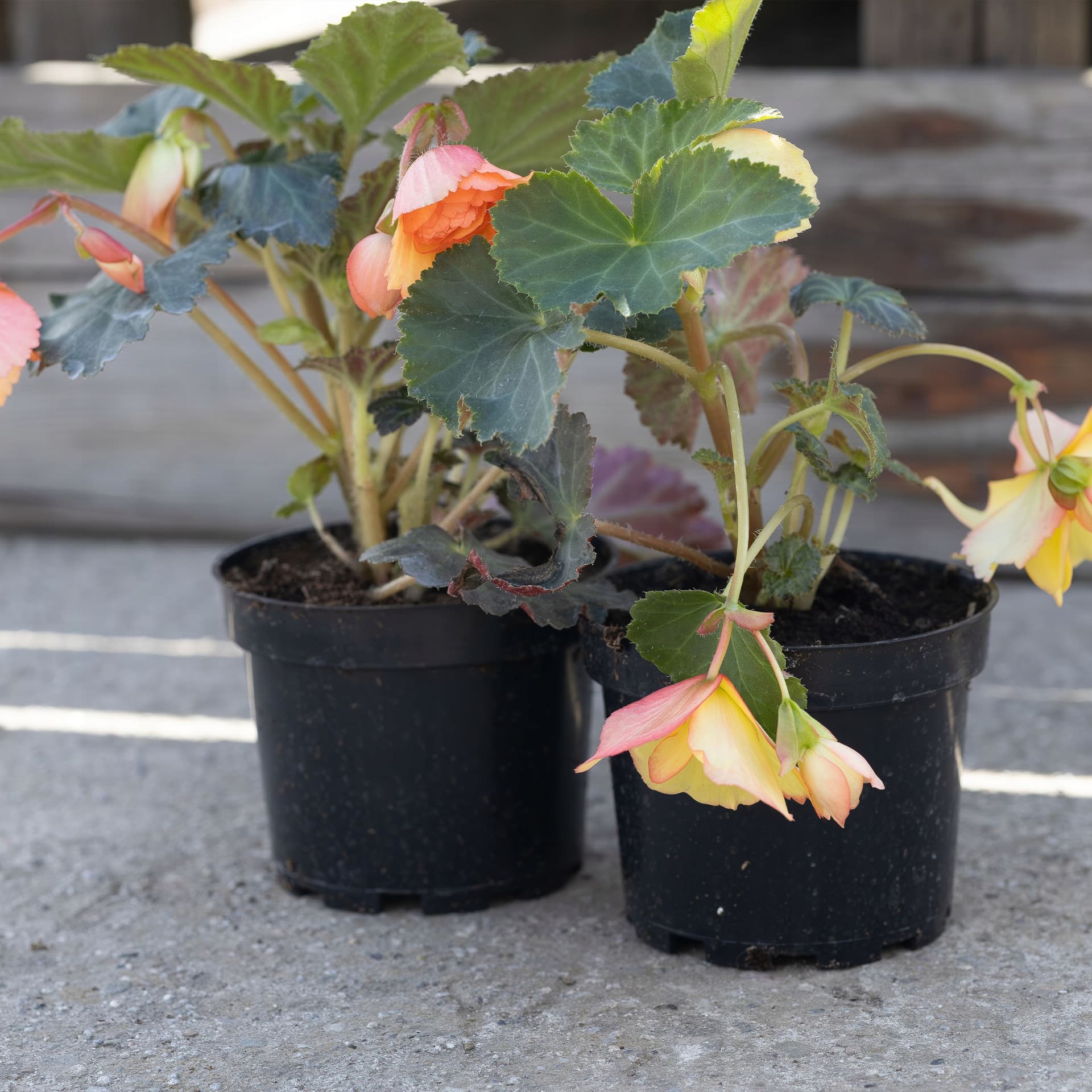 Brzoskwiniowo-Łososiowa Begonia Wisząca, zdjęcie główne