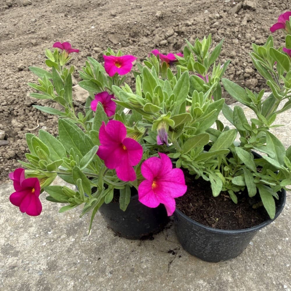 Milion Dzwonków (Calibrachoa) Malinowy, zdjęcie główne