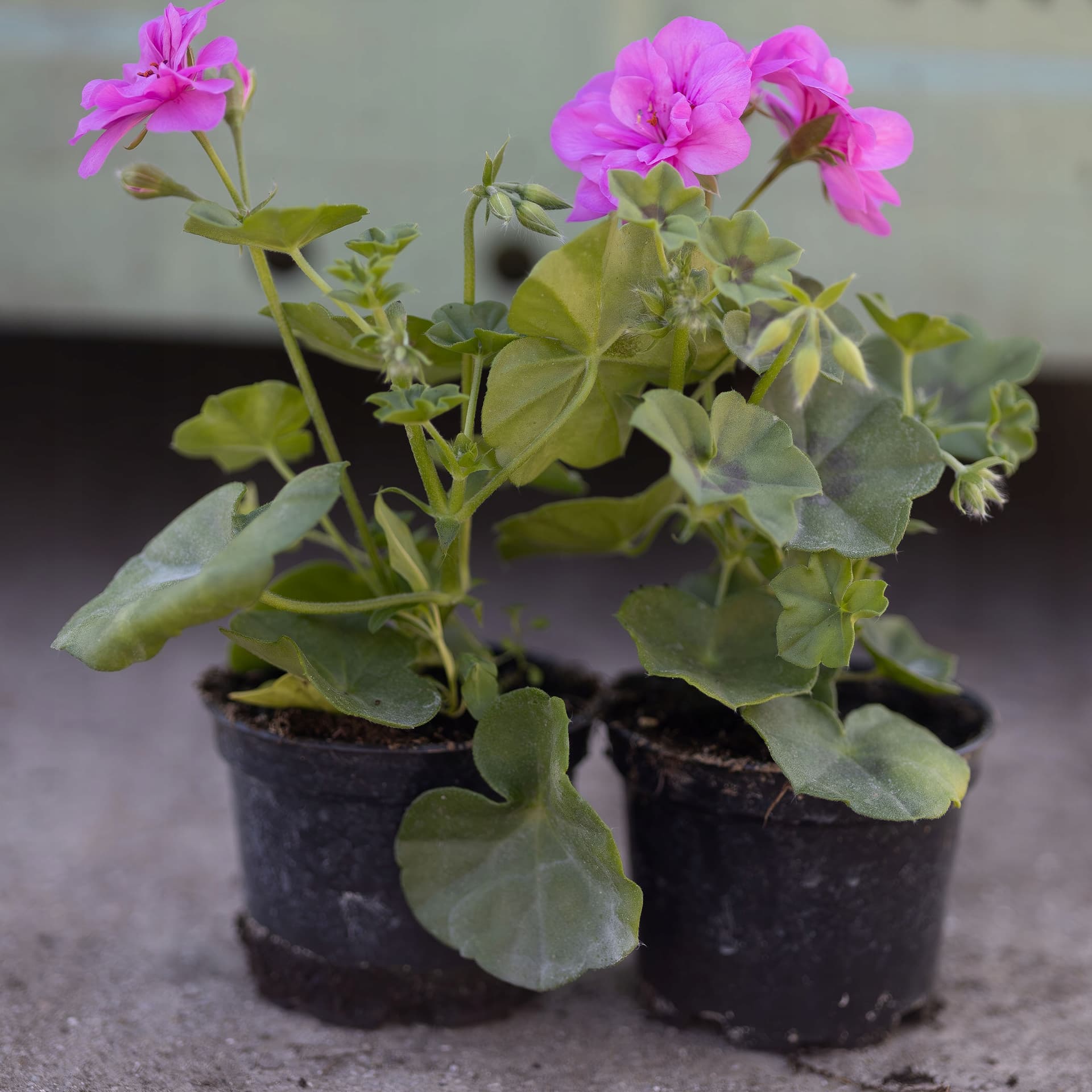 Pelargonia Wisząca Neonowo-Różowa, zdjęcie główne
