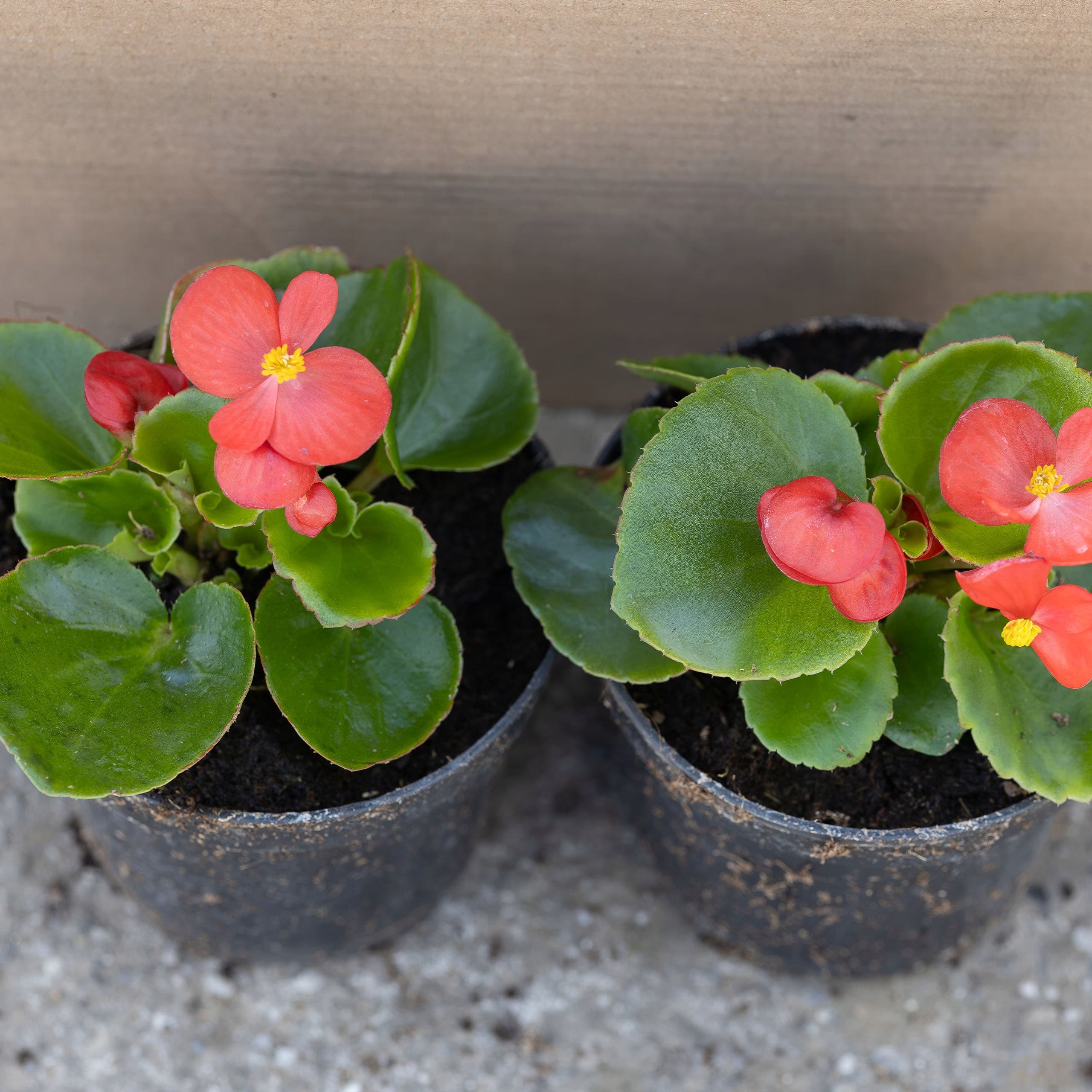 Zielonolistna Begonia Czerwona, zdjęcie główne