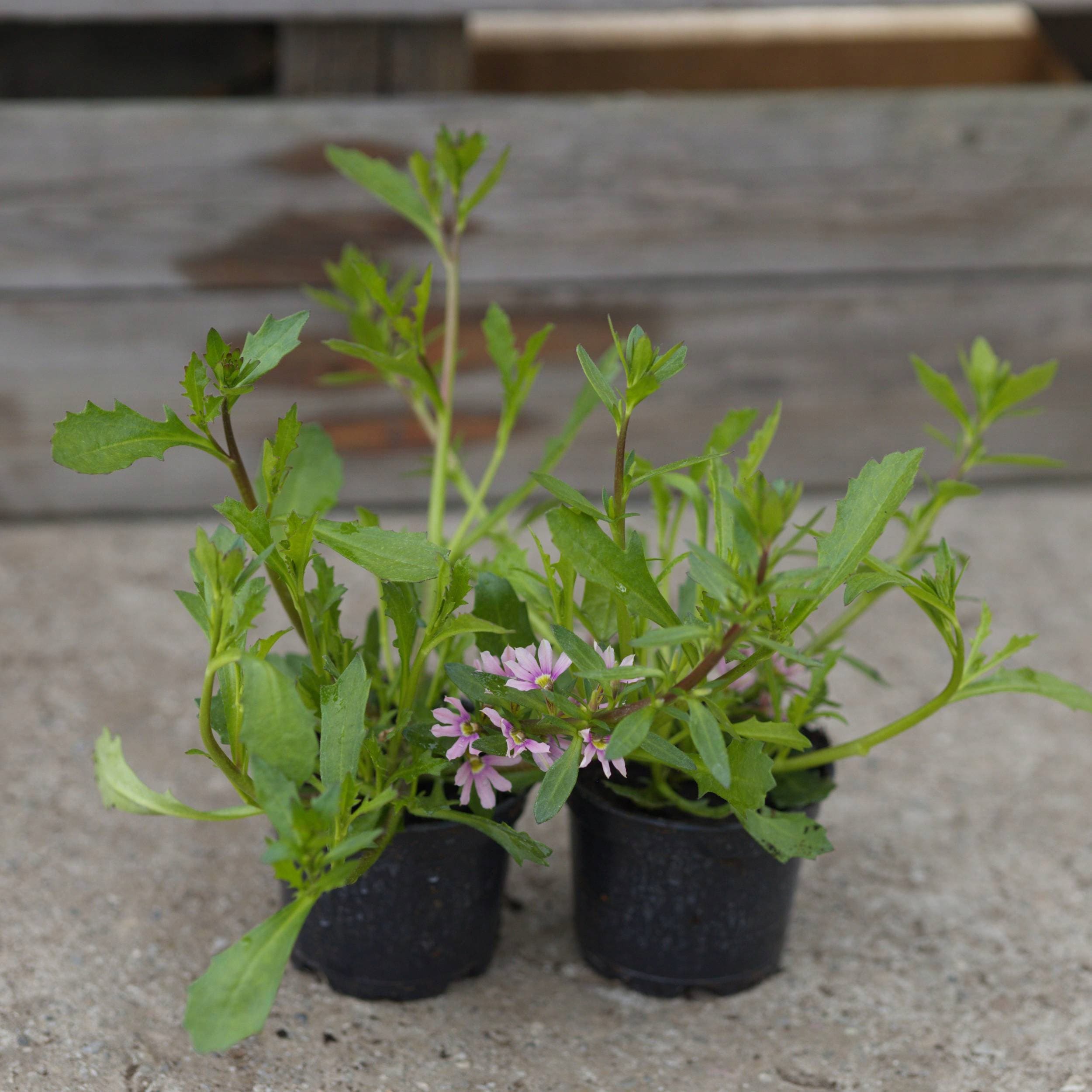 Scewola (Scaevola) Różowa, zdjęcie główne