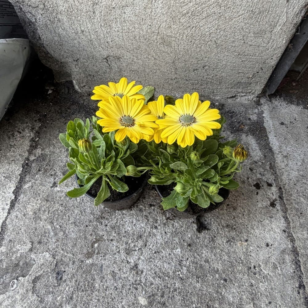 Osteospermum Żółta, zdjęcie główne
