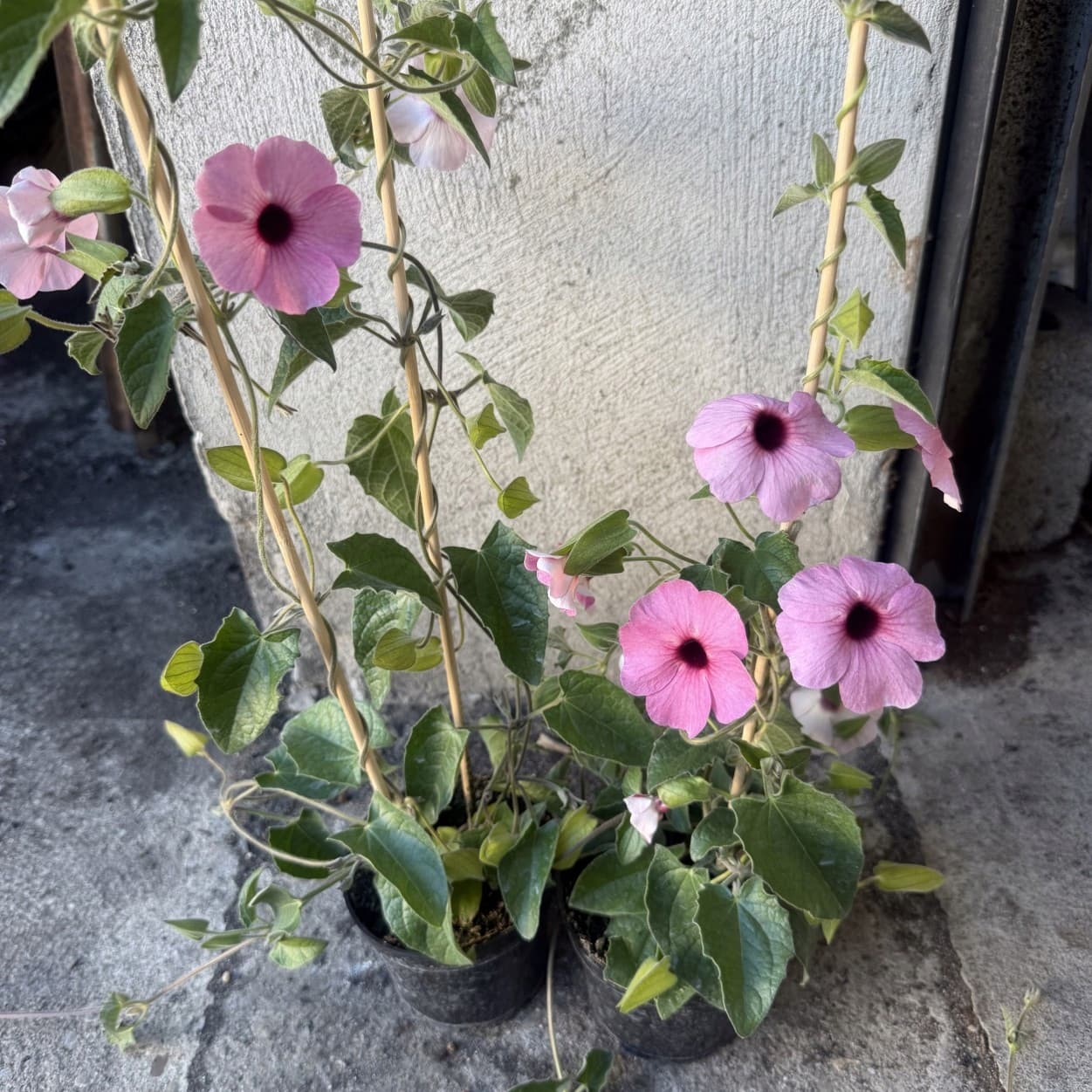 Tunbergia (Czarnooka Zuzanna) Różowa, ujęcie 4
