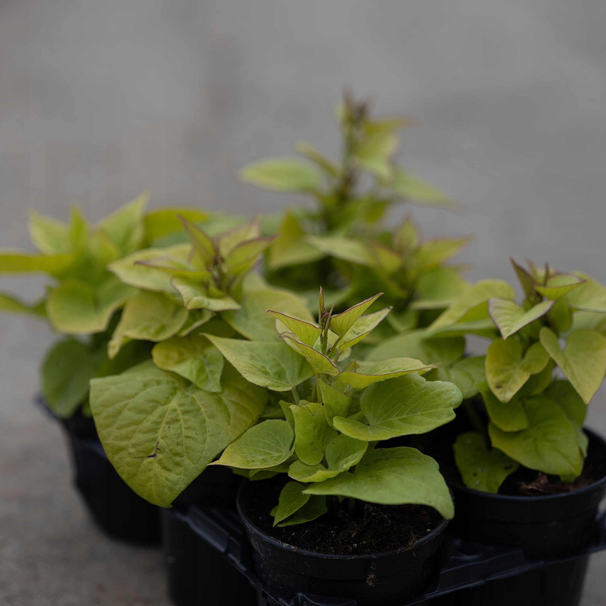 Ipomea Limonkowa, ujęcie 3