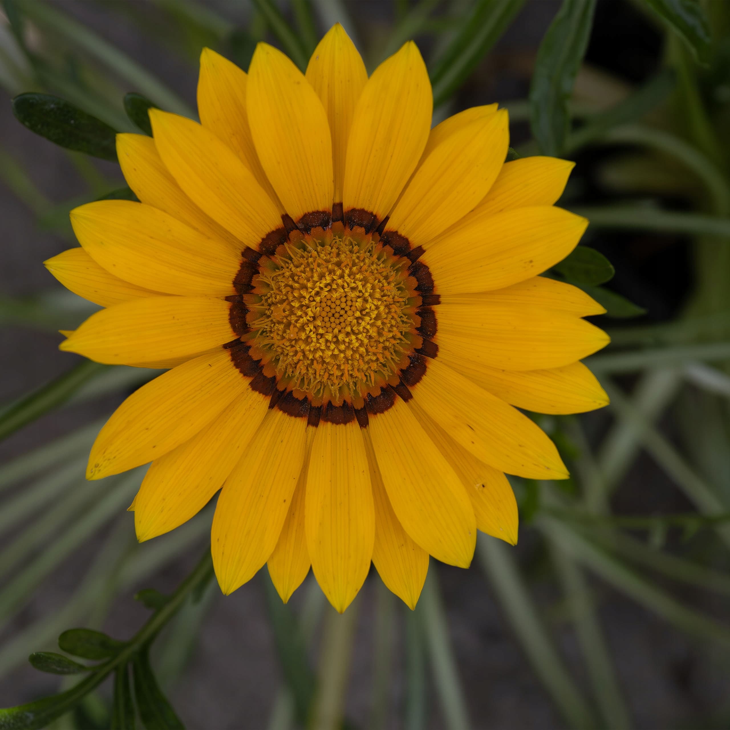 Gazania Lśniąca Żółta, ujęcie 3