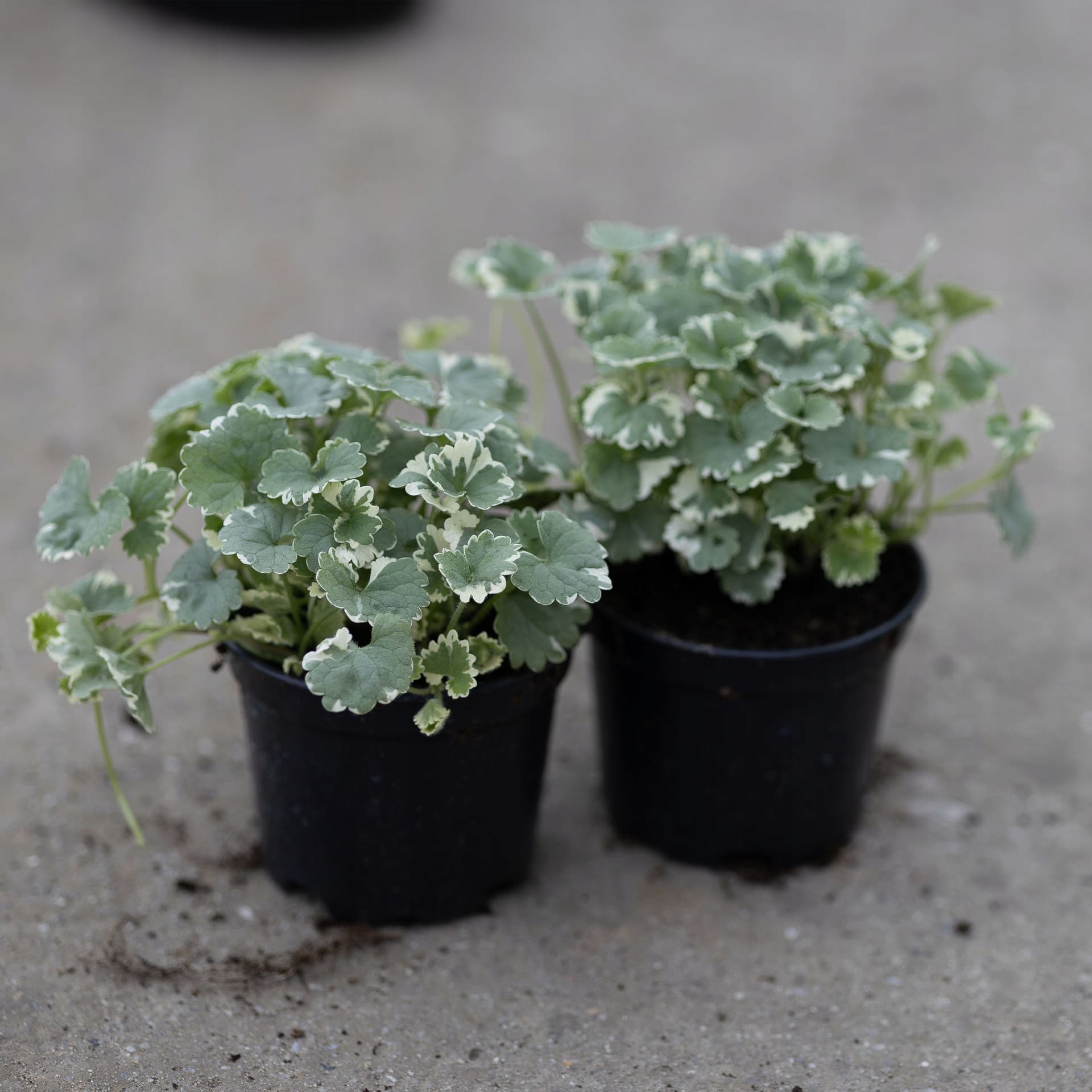 Bluszczyk Kurdybanek 'Variegata', zdjęcie główne