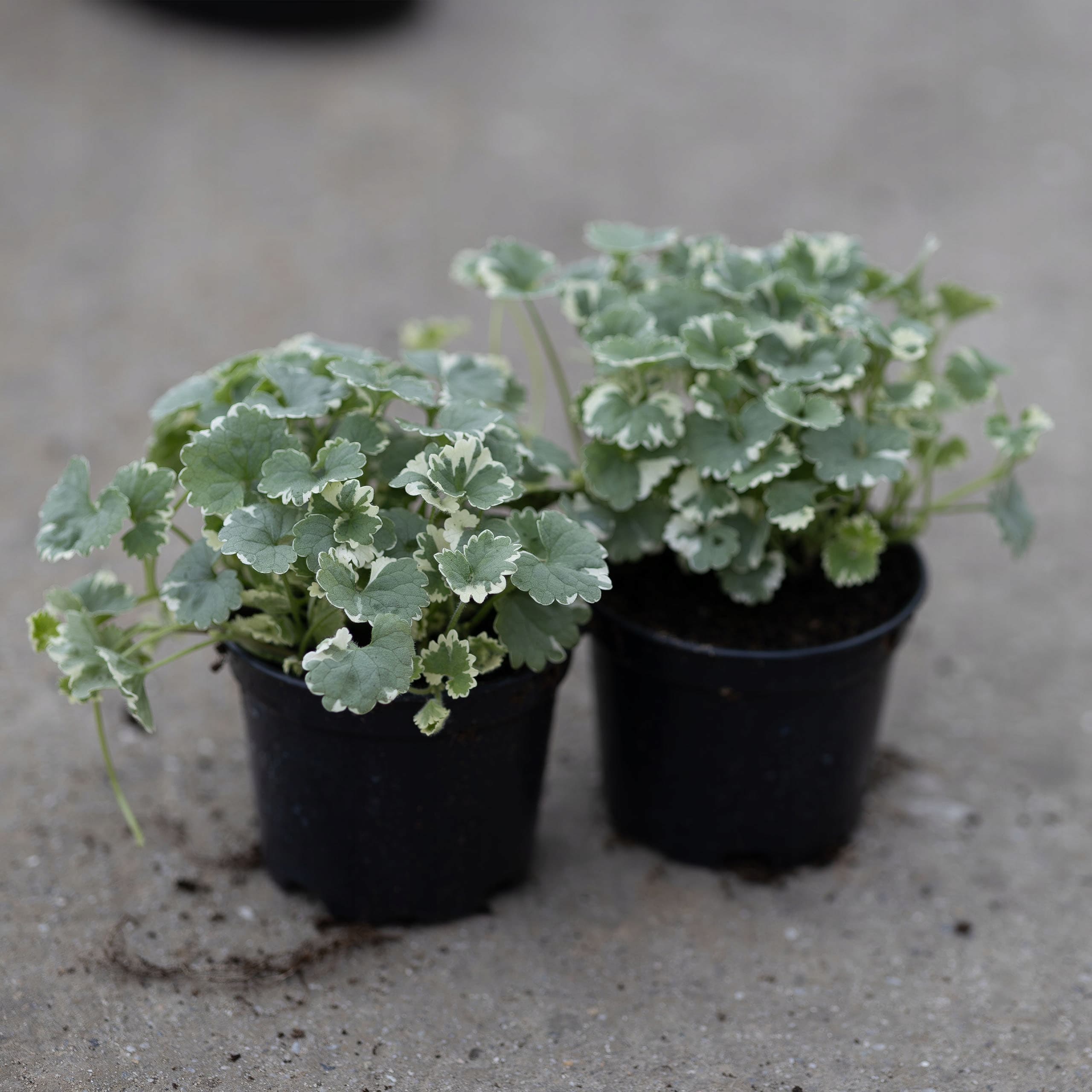 Bluszczyk Kurdybanek 'Variegata', zdjęcie główne