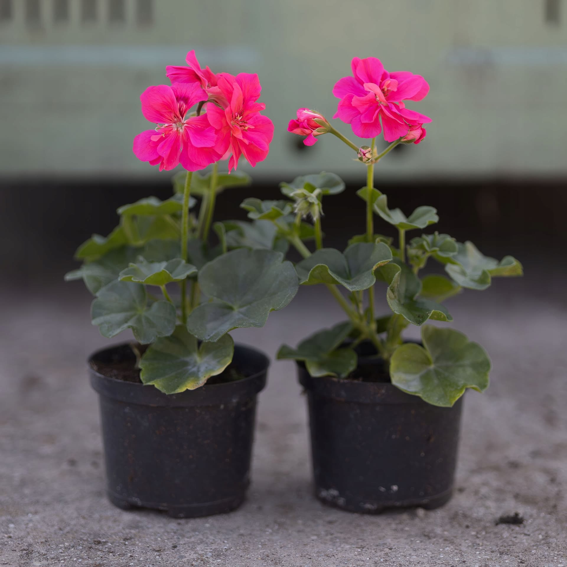 Pelargonia Wisząca Różowa, zdjęcie główne