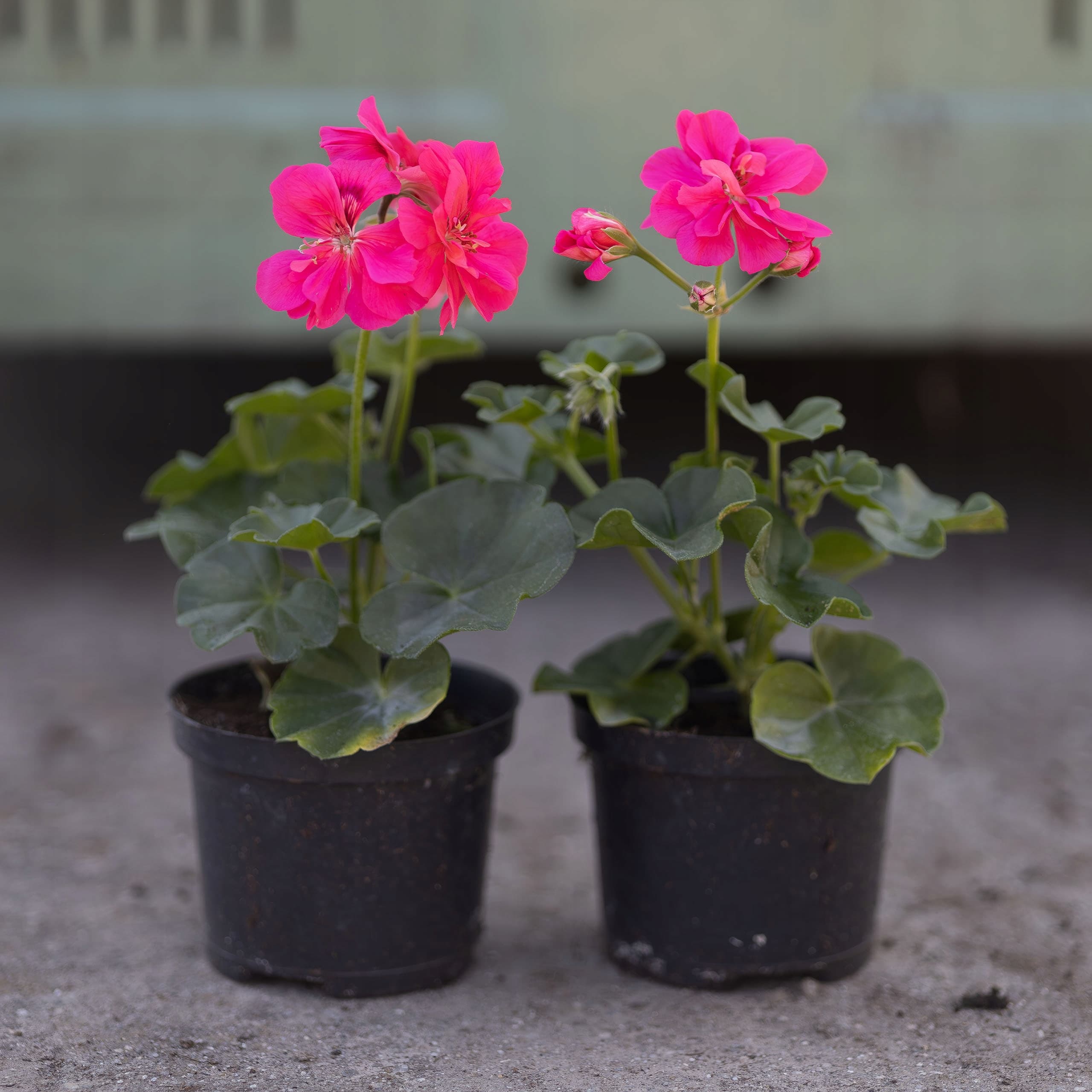 Pelargonia Wisząca Różowa, zdjęcie główne