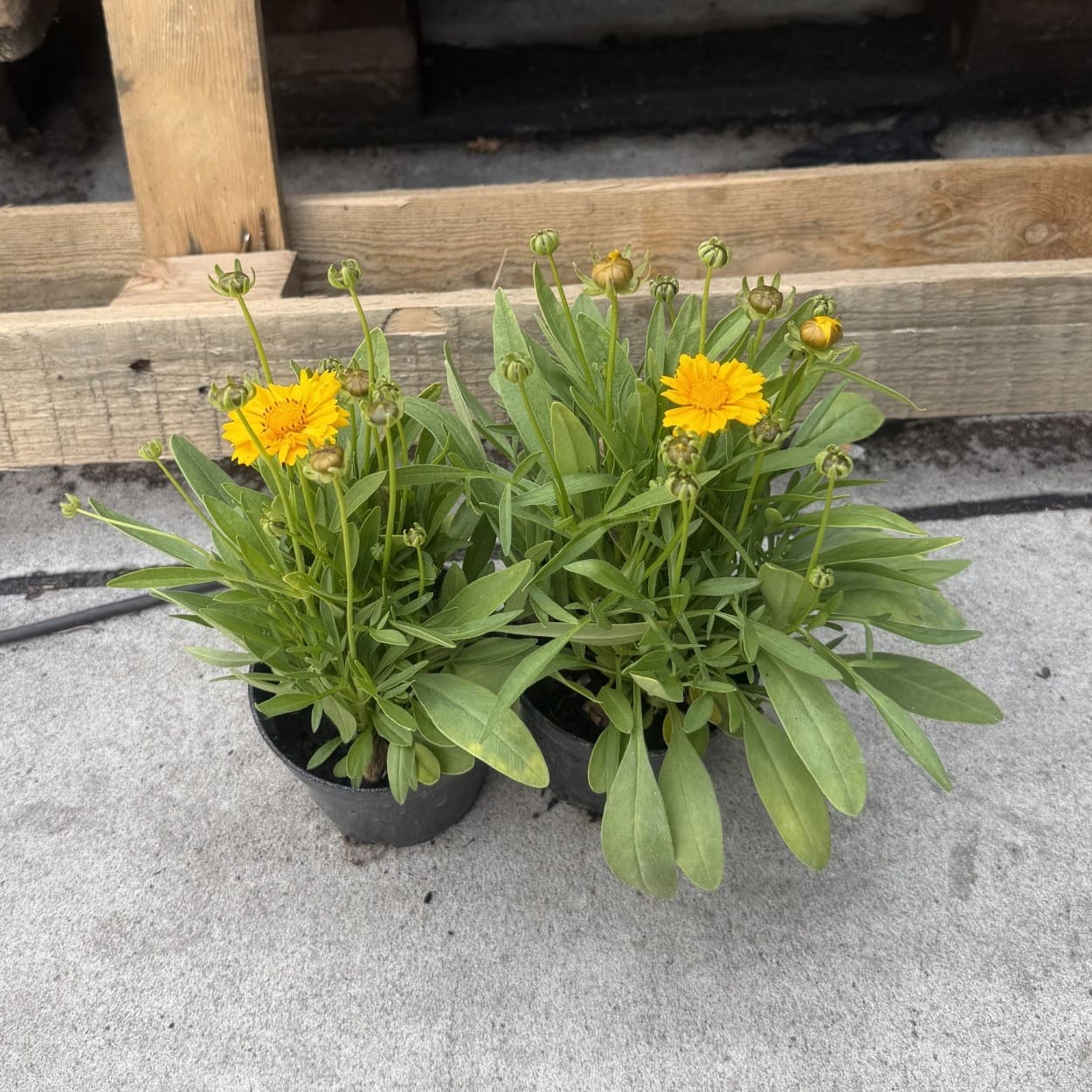 Nachyłek (Coreopsis) Żółty, zdjęcie główne