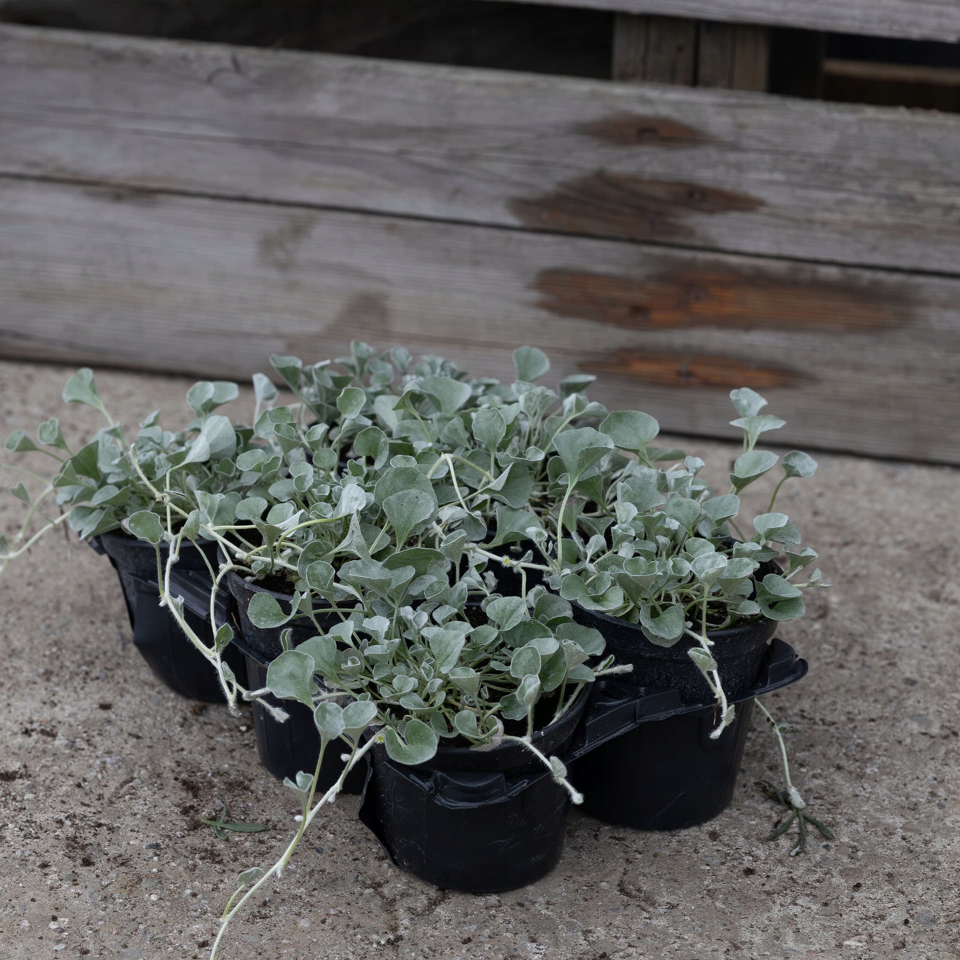 Dichondra Srebrzysta 'Silver Falls', zdjęcie główne
