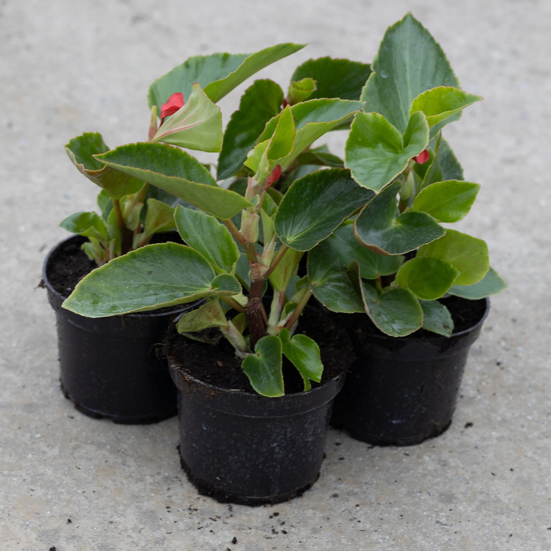 Begonia 'Dragon' Czerwona, zdjęcie główne
