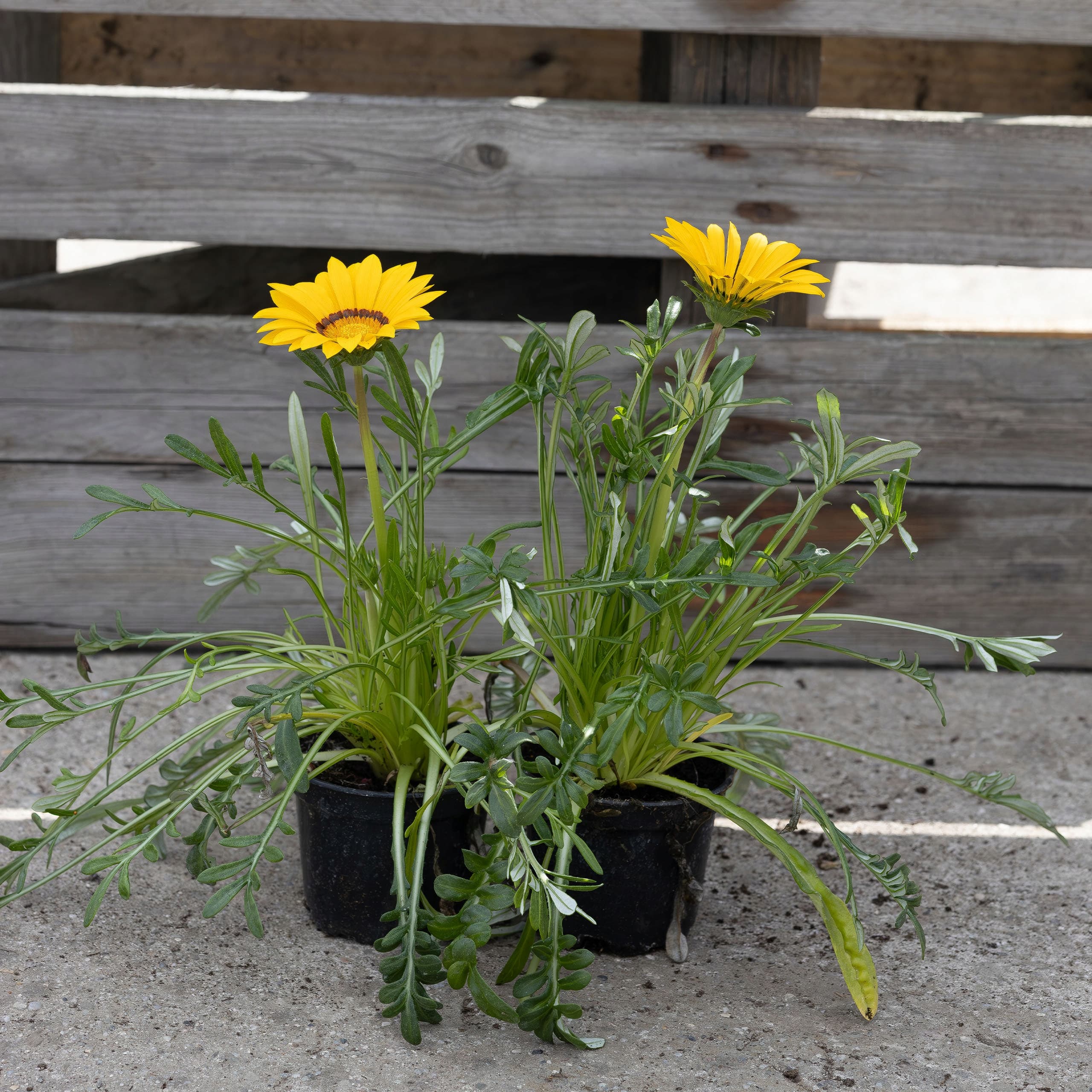 Gazania Lśniąca Żółta, zdjęcie główne
