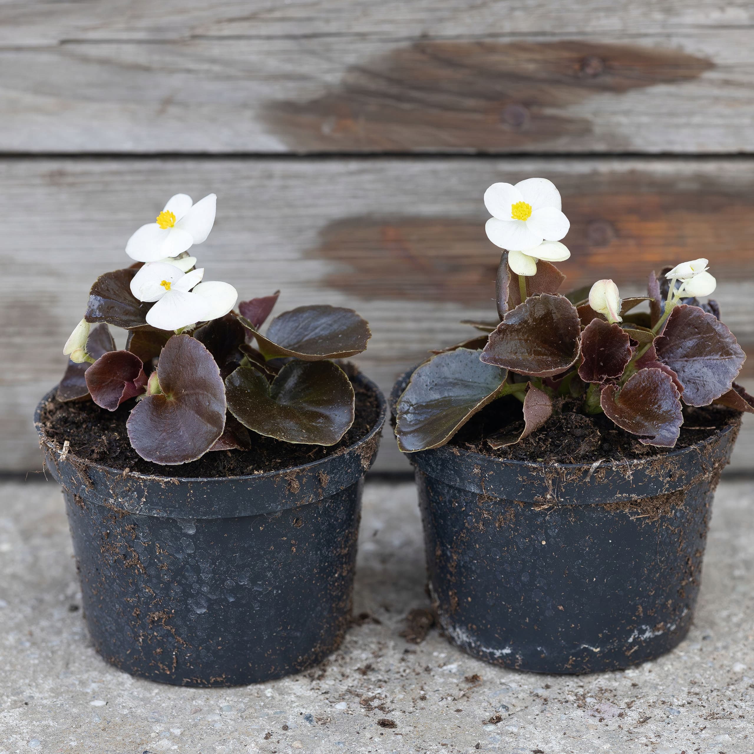 Ciemnolistna Begonia Biała, zdjęcie główne