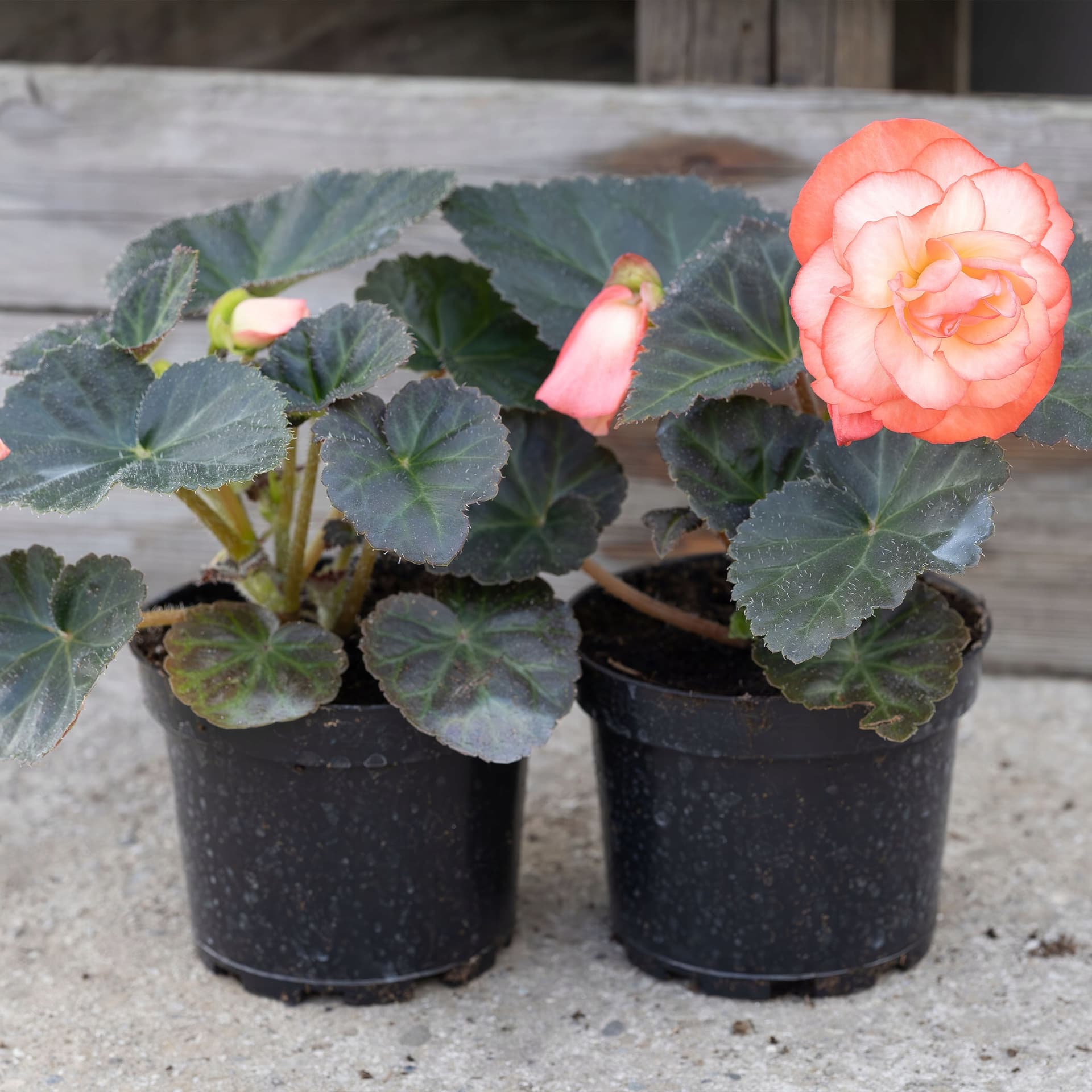 Łososiowo-Brzoskwiniowa Begonia Pełnokwiatowa, zdjęcie główne