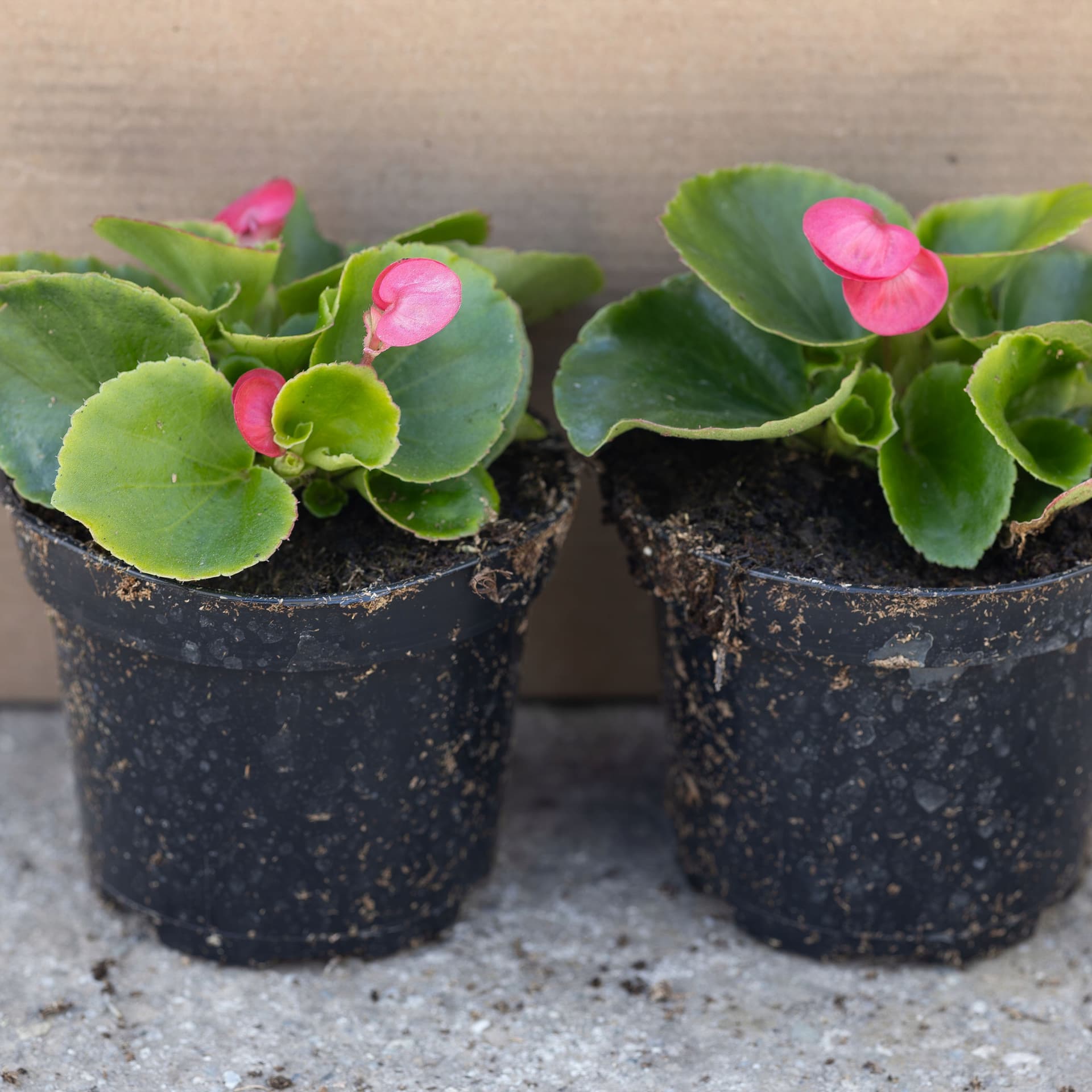 Zielonolistna Begonia Różowa, zdjęcie główne