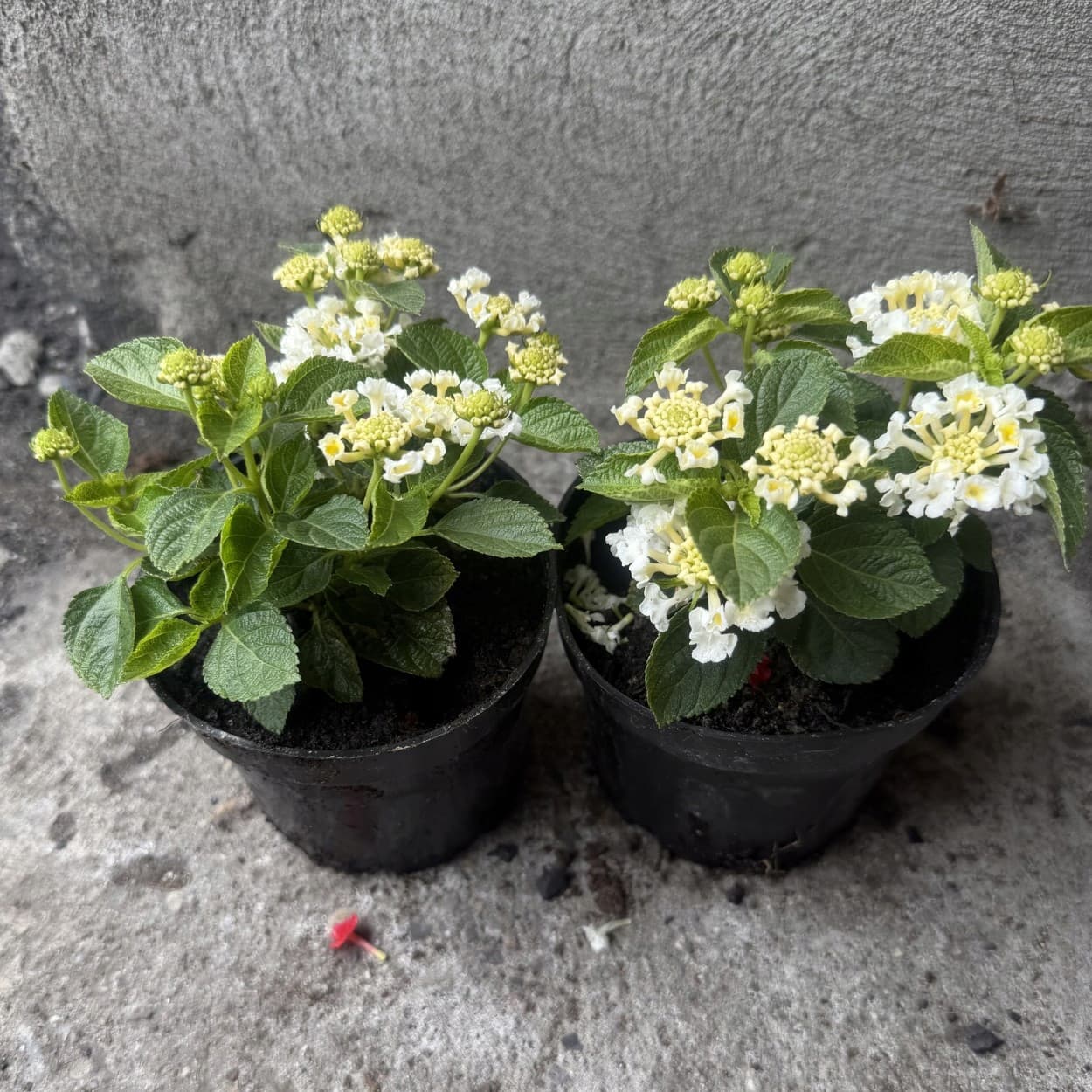 Lantana Zmienna Wielobarwna (Mix), ujęcie 4