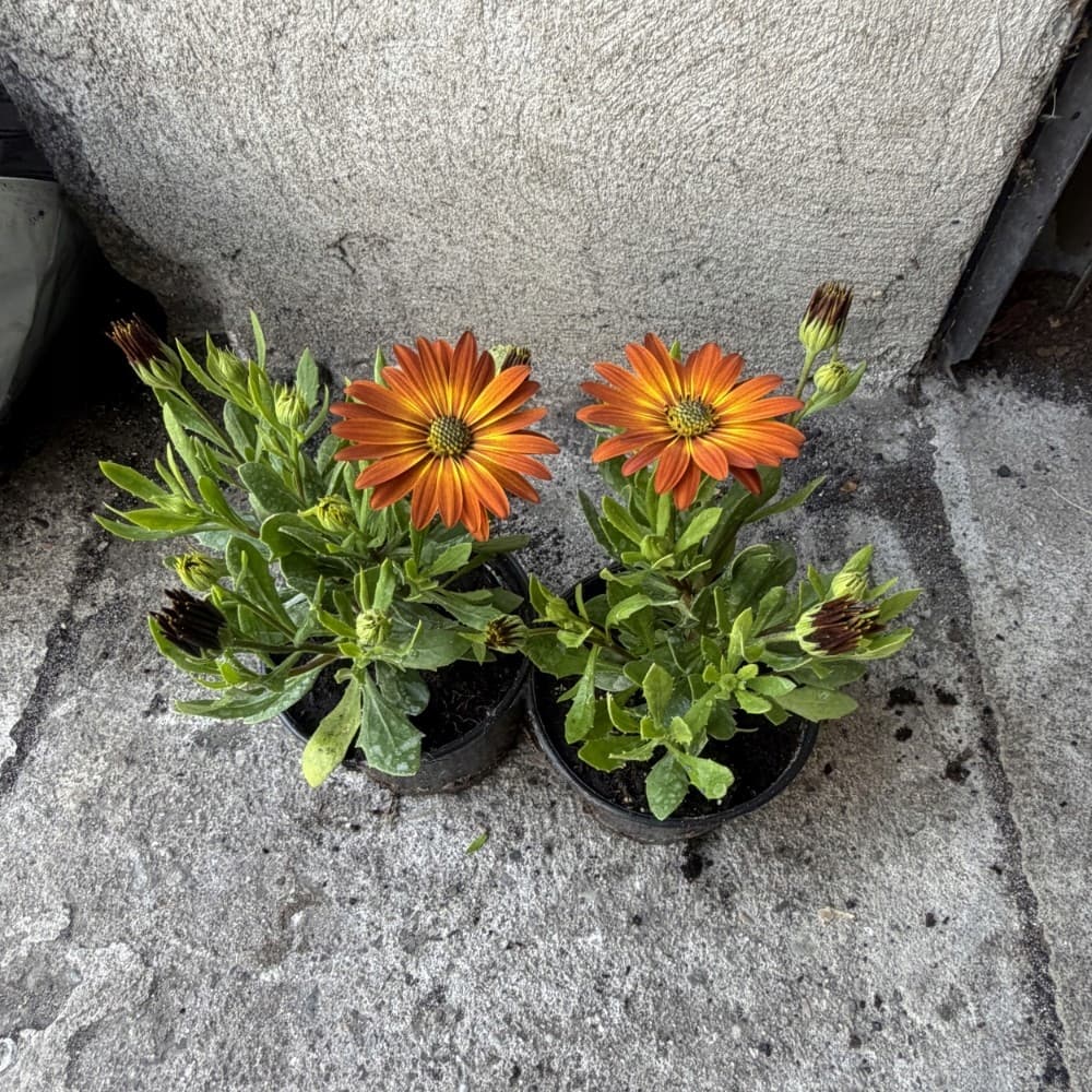 Osteospermum Miedziano-Pomarańczowa, zdjęcie główne