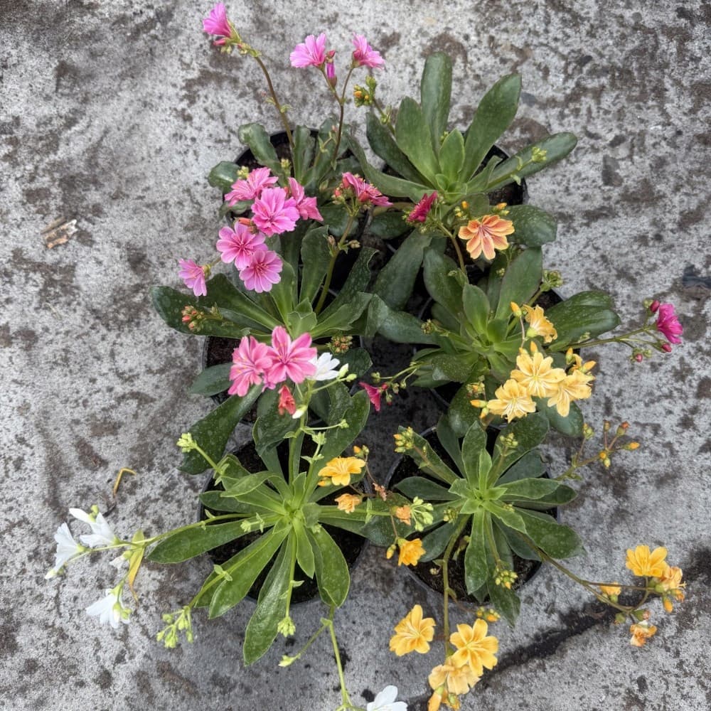 Lewizja (Lewisia) Wielobarwna, zdjęcie główne