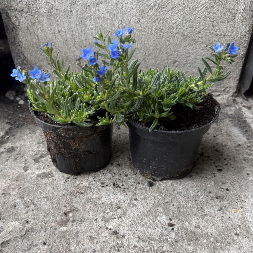 Nawrot Rozpierzchły (Lithodora) Lazurowy, zdjęcie główne