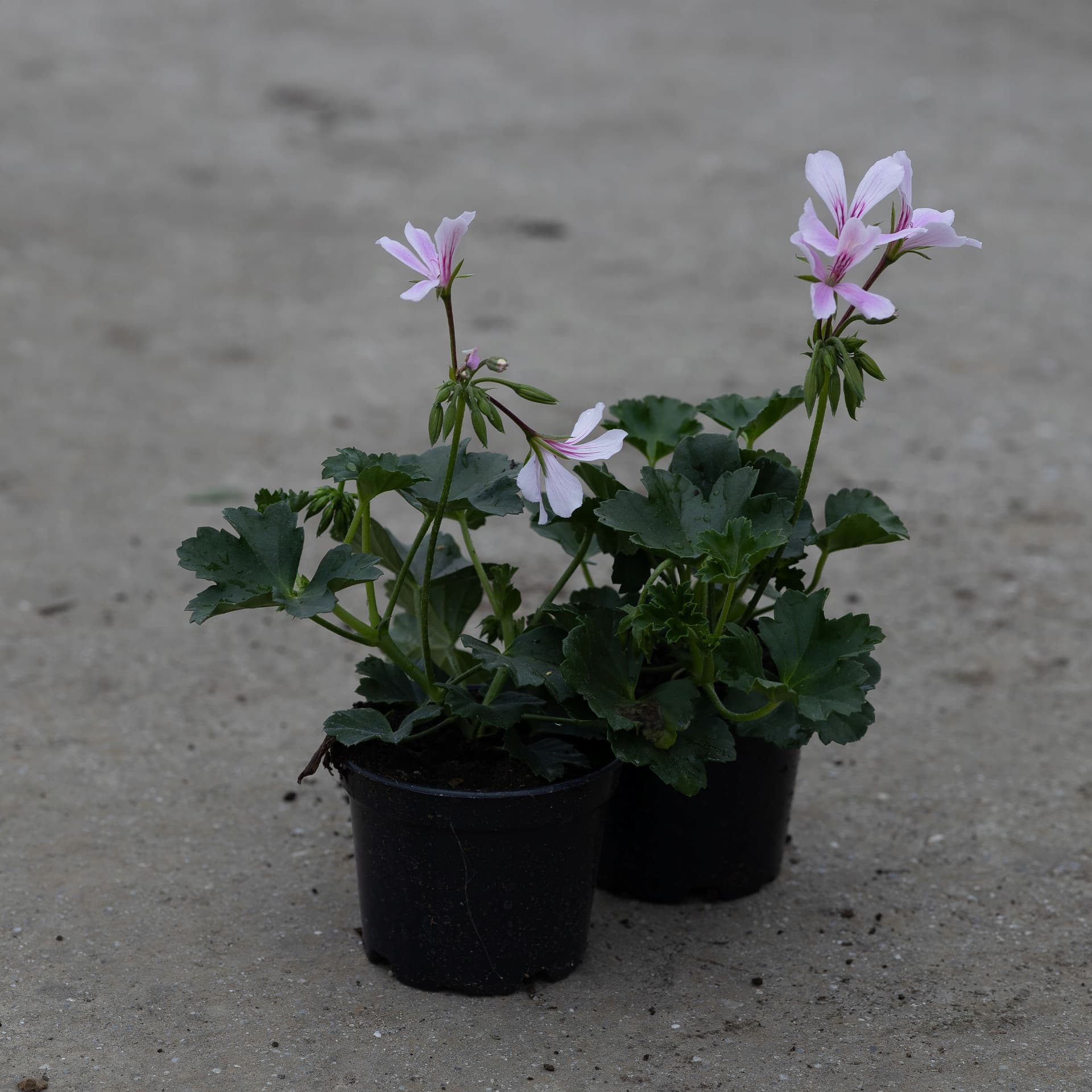 Pelargonia Wisząca Pusta Jasnoróżowa, zdjęcie główne