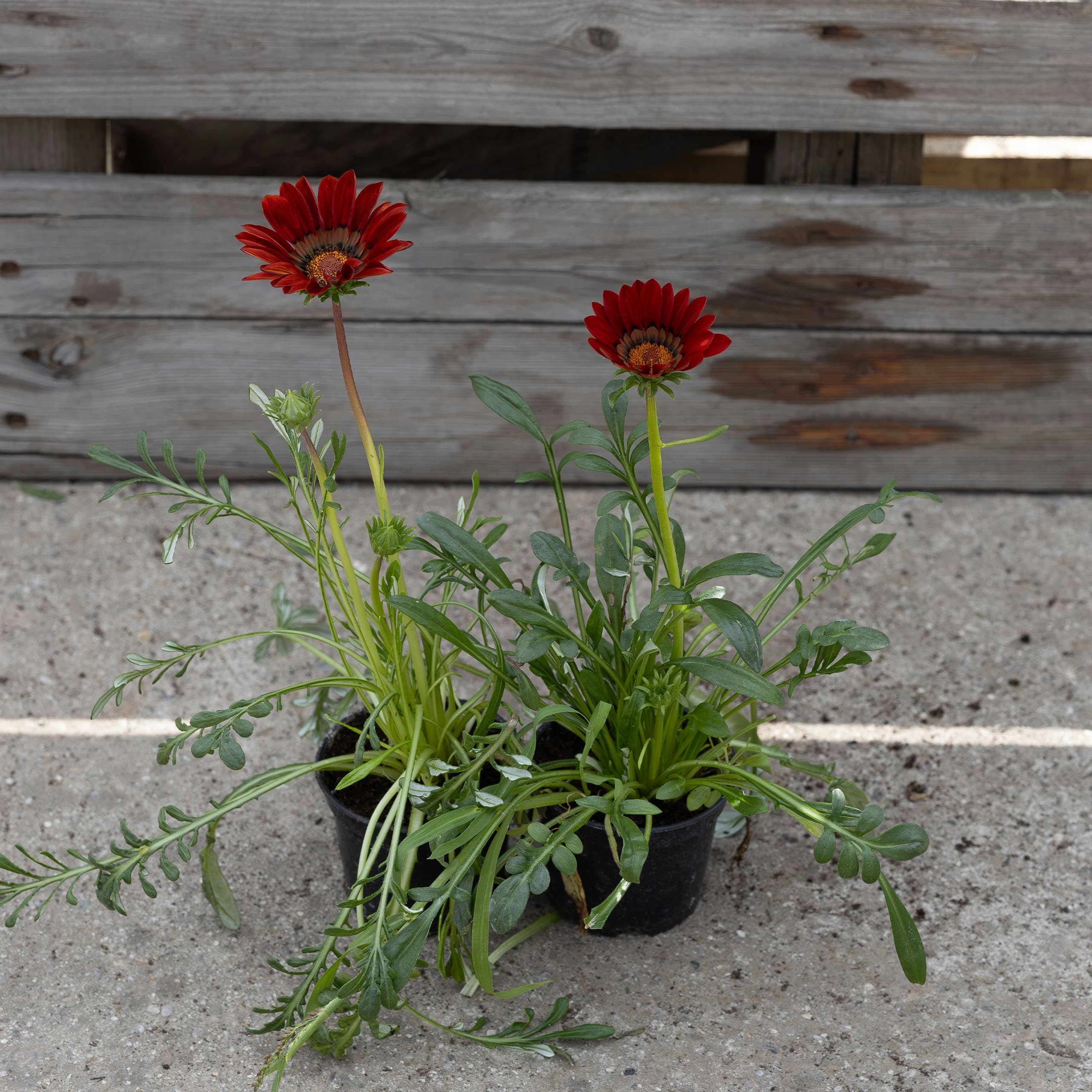 Gazania Lśniąca Bordowa, zdjęcie główne