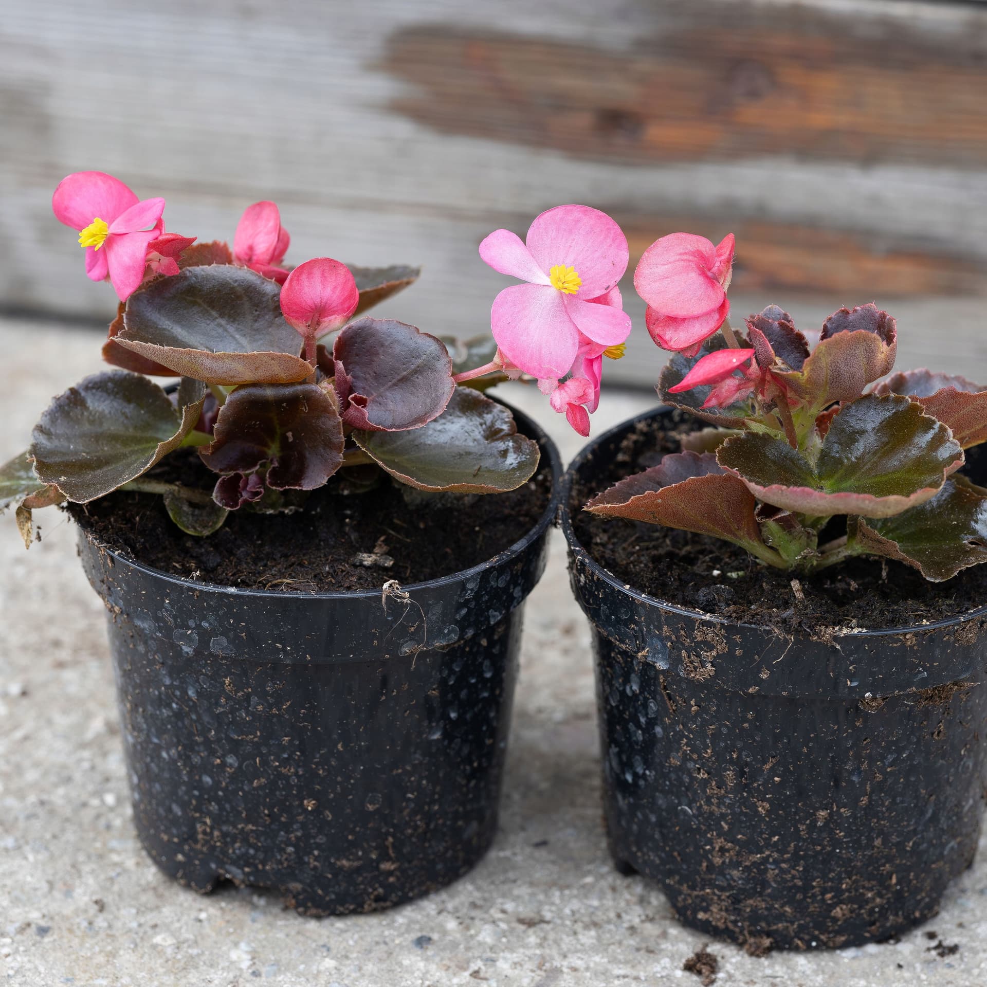 Ciemnolistna Begonia Różowa, zdjęcie główne