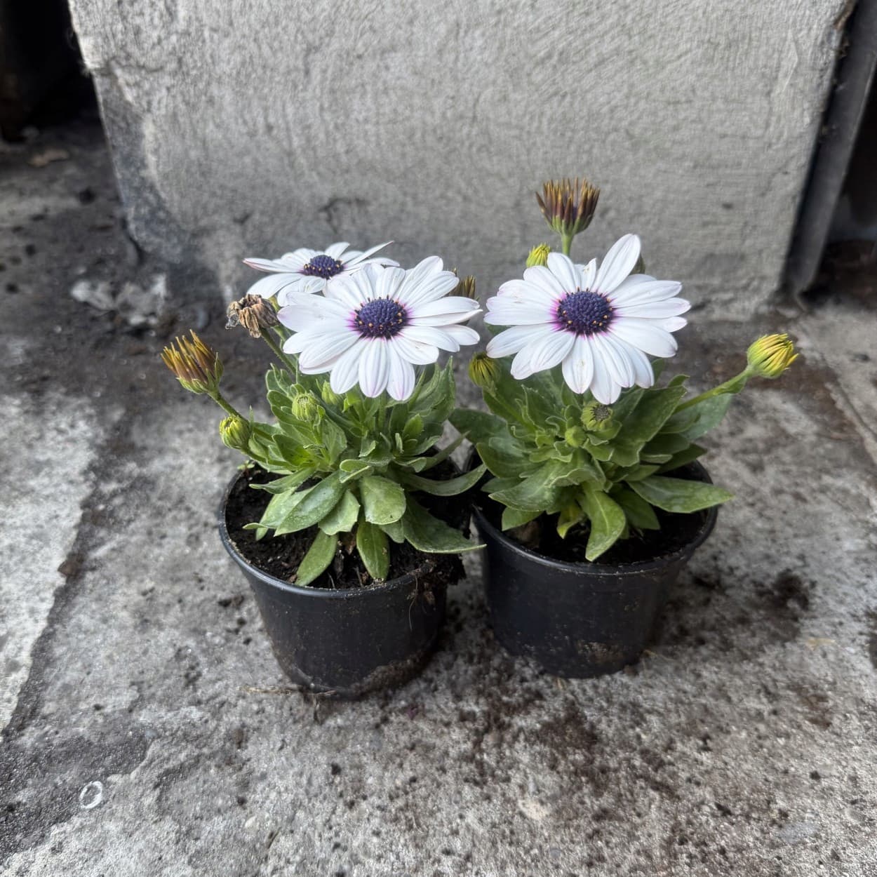Osteospermum Biała z Ciemnym Oczkiem, zdjęcie główne