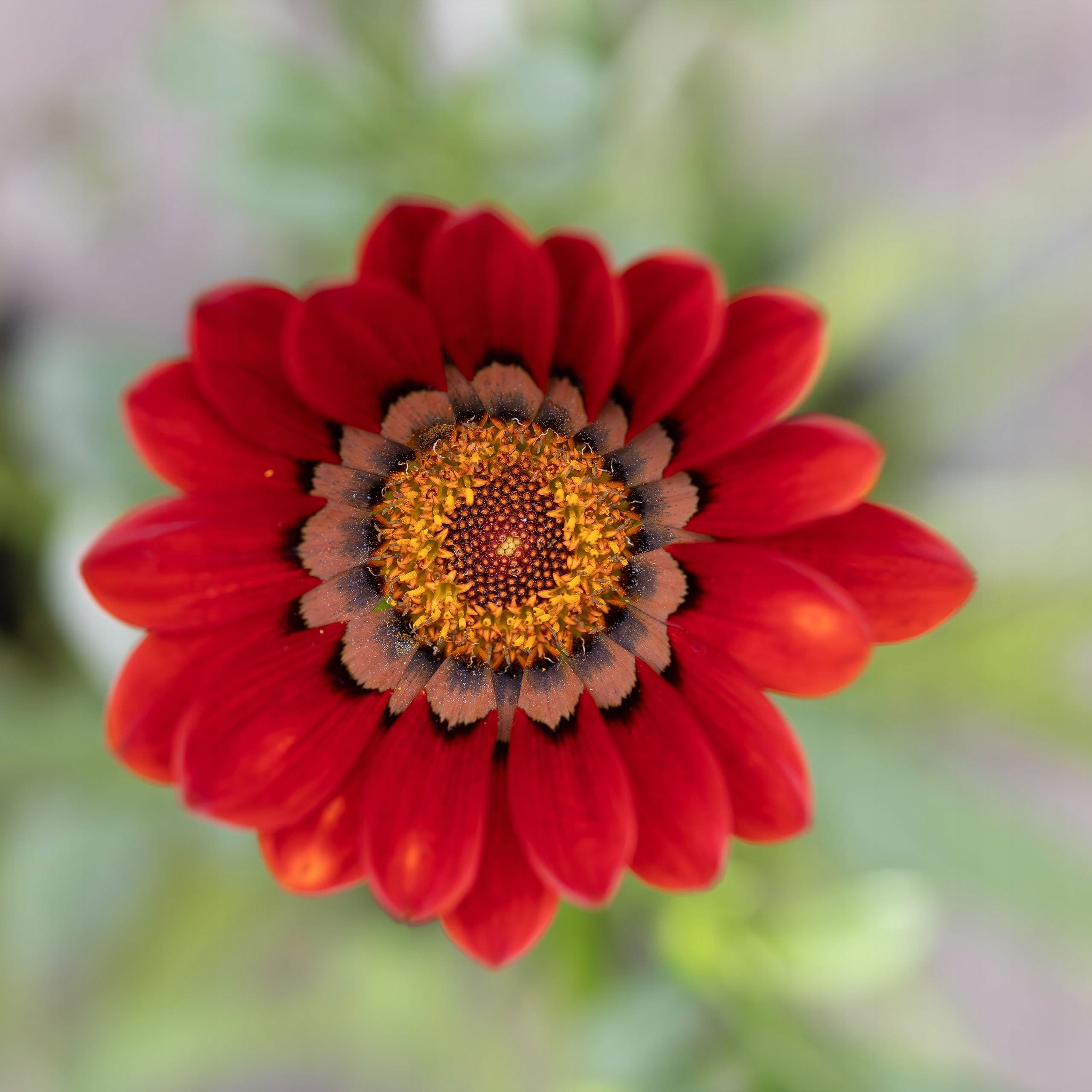 Gazania Lśniąca Bordowa, ujęcie 3