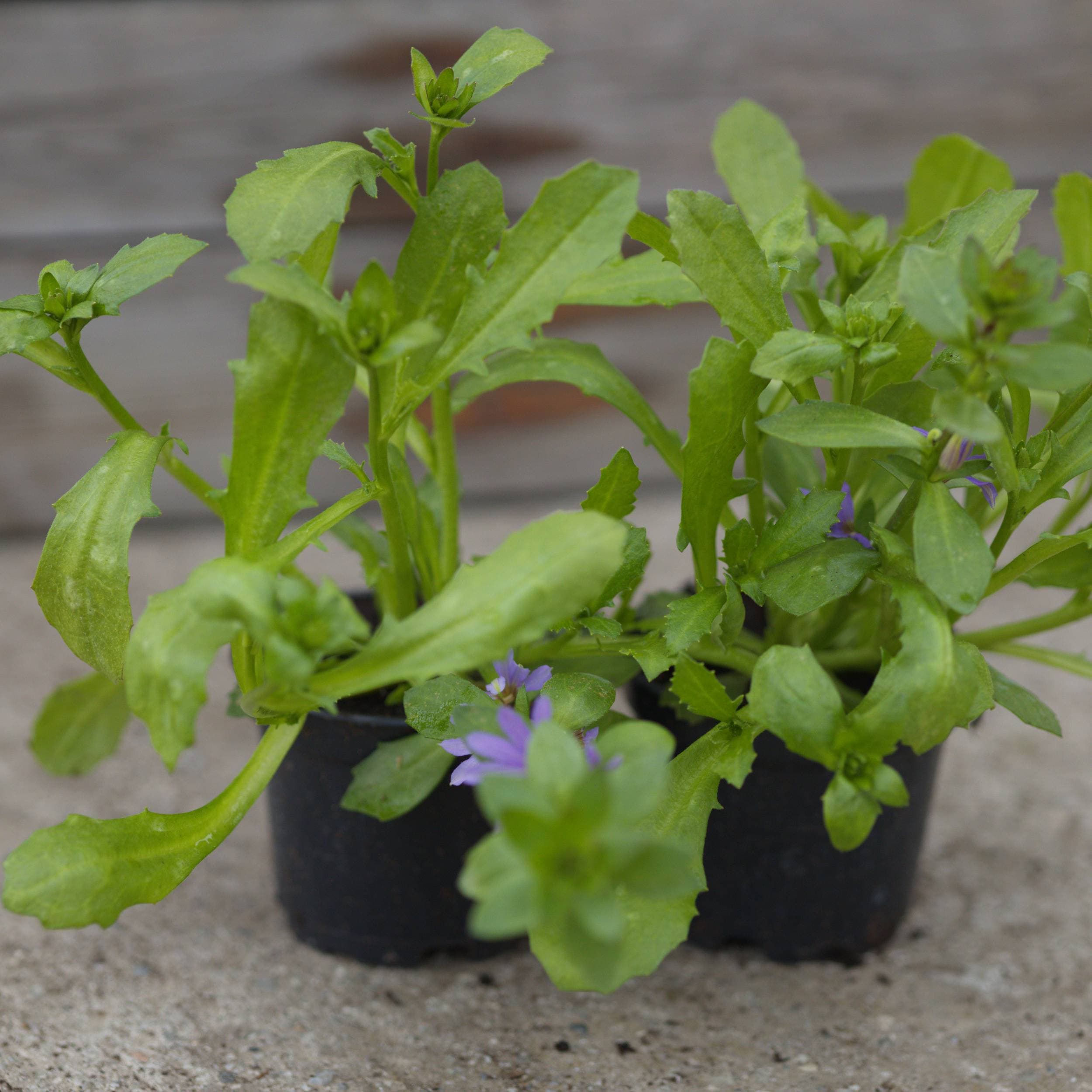 Scewola (Scaevola) Fioletowo-Niebieska, ujęcie 3