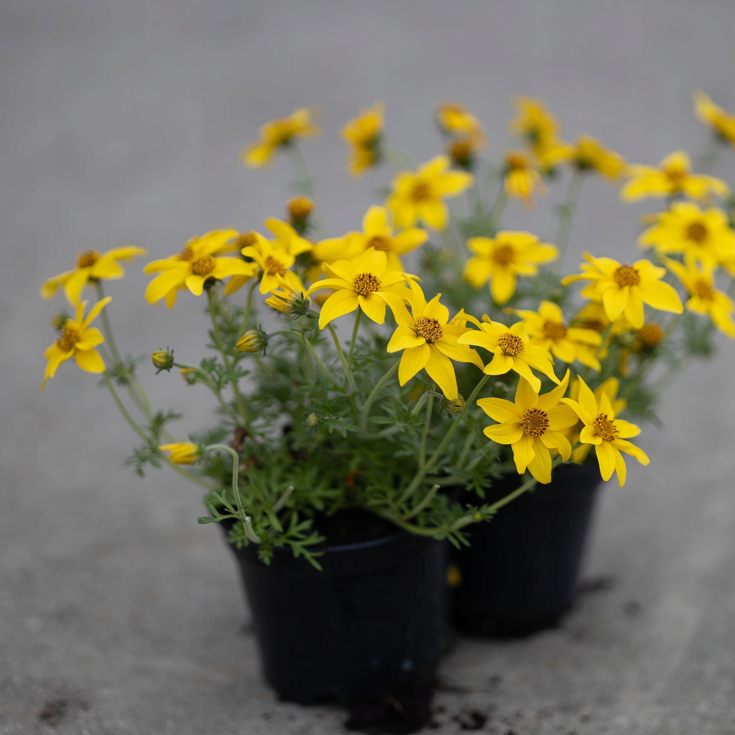 Bidens (Uczep), zdjęcie główne