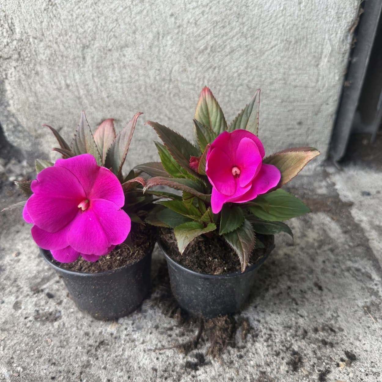 Niecierpek Fuksja (Purpurowy), zdjęcie główne