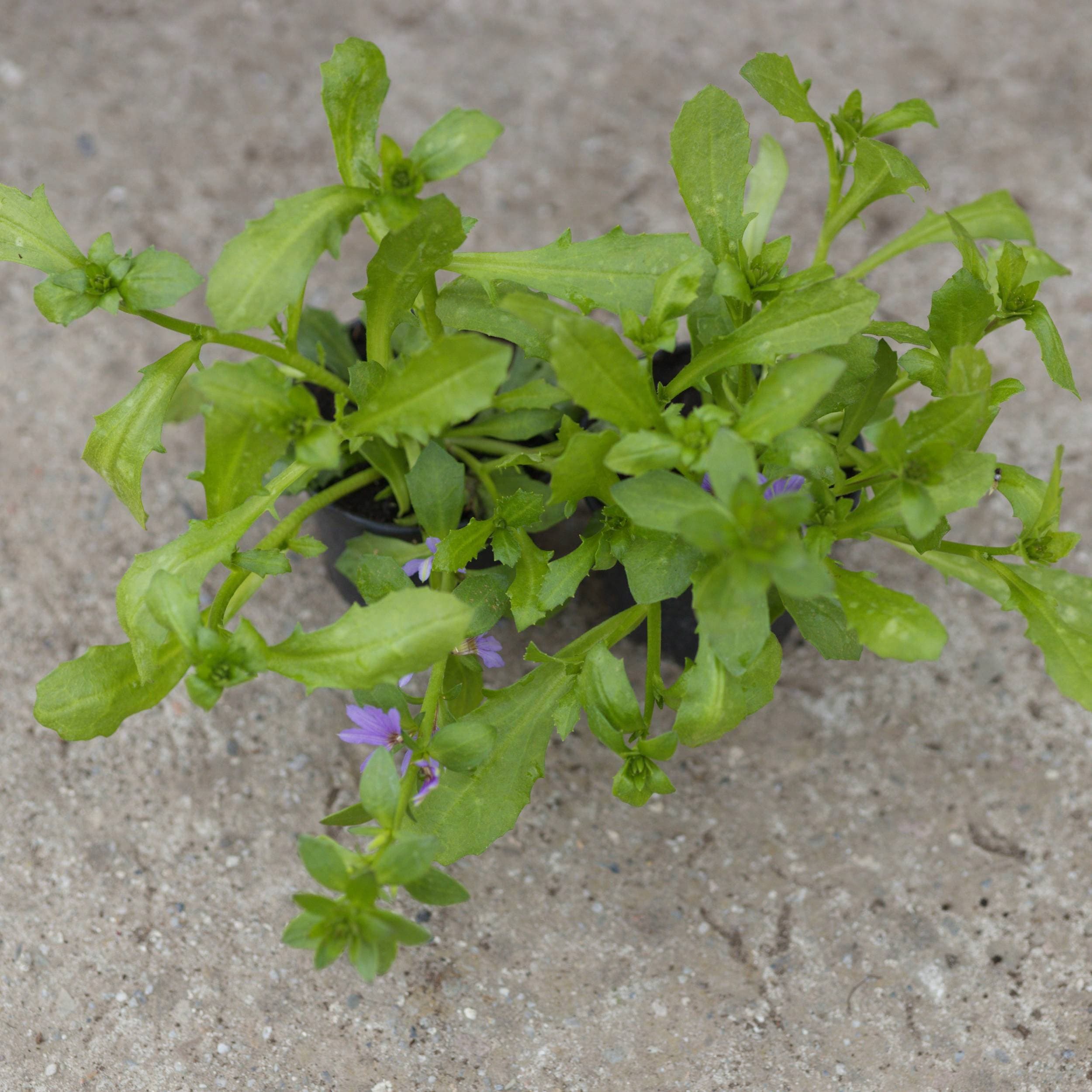 Scewola (Scaevola) Fioletowo-Niebieska, zdjęcie główne