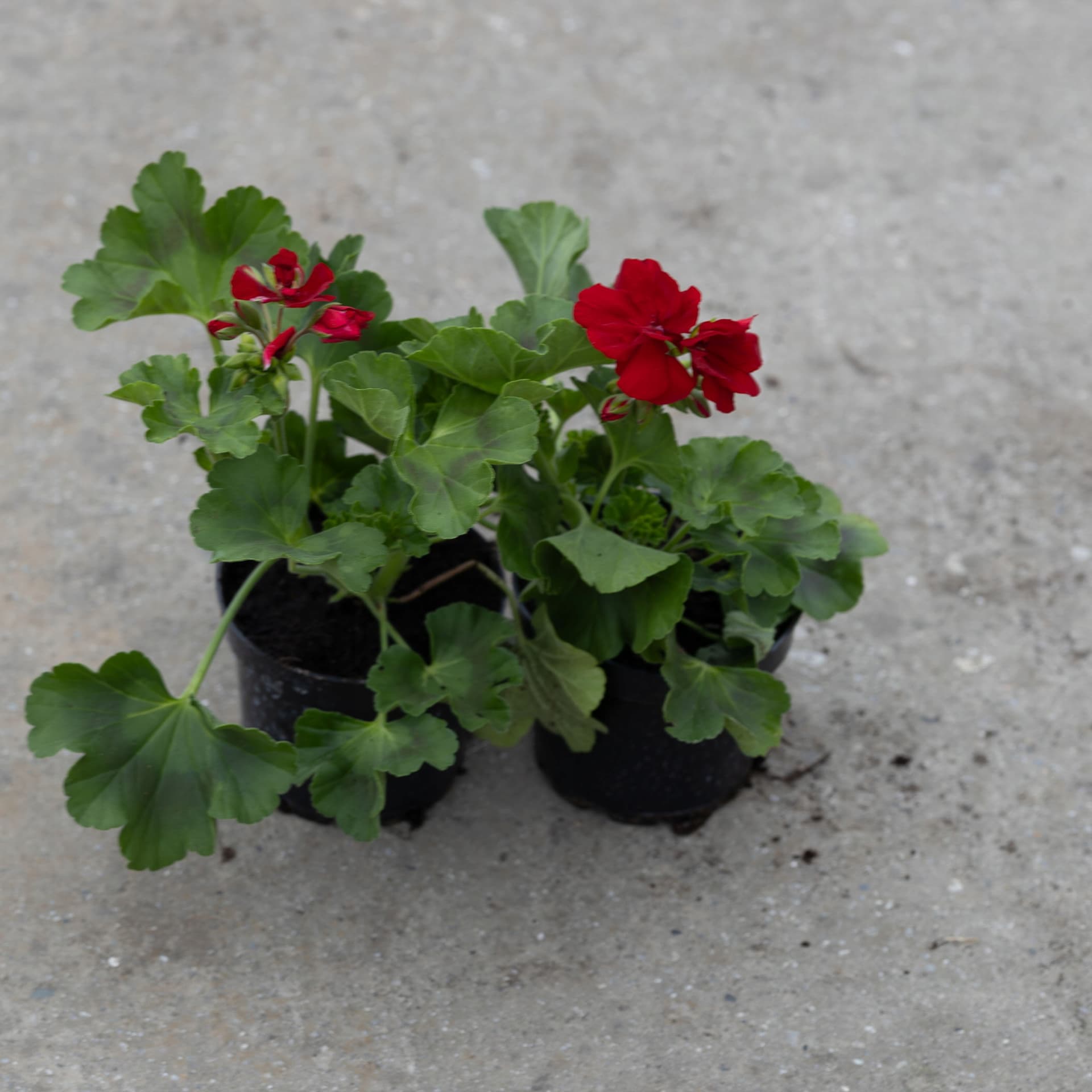 Czerwona Pelargonia Hybrydowa CALLIOPE, zdjęcie główne
