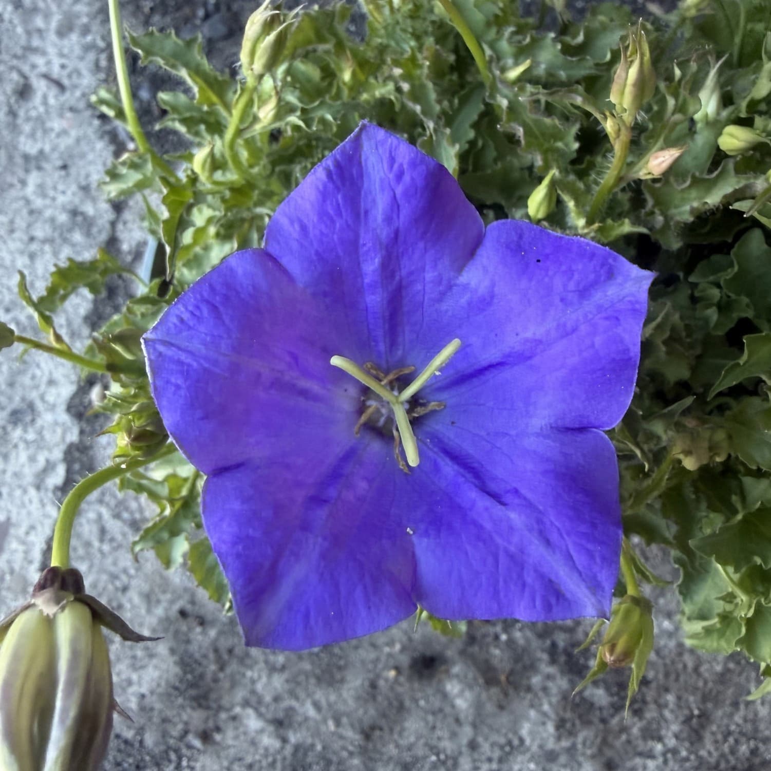 Dzwonek Karpacki (Campanula) Niebieski, ujęcie 3