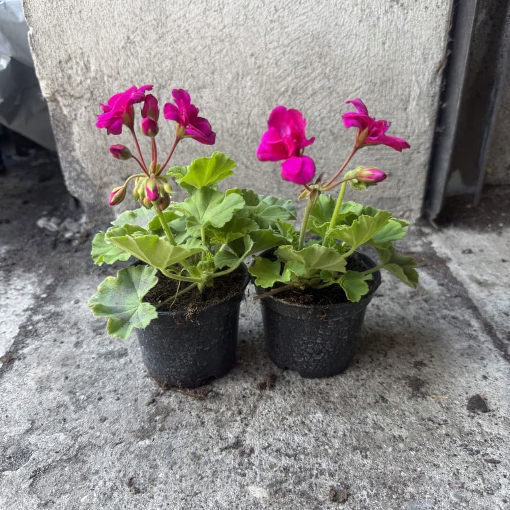 Pelargonia Rabatowa 'Krakowiak' Fuksja, zdjęcie główne
