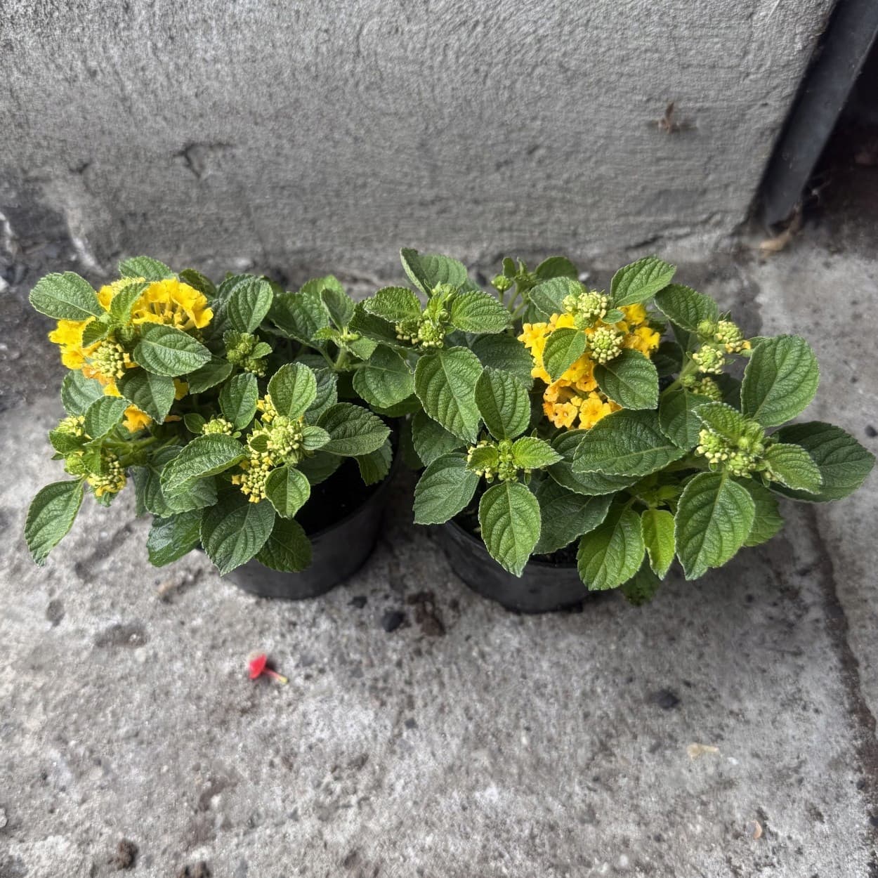 Lantana Zmienna Żółta, zdjęcie główne