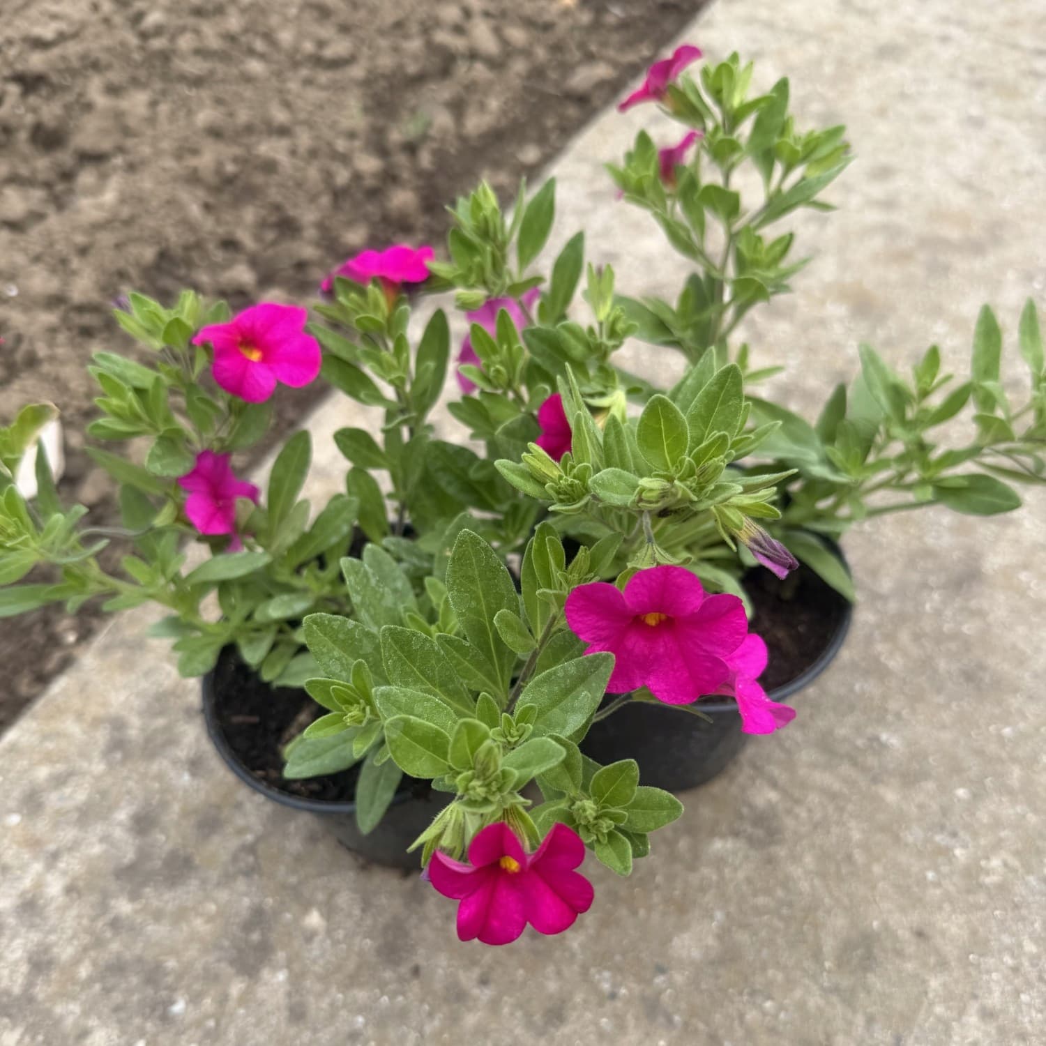 Milion Dzwonków (Calibrachoa) Malinowy, ujęcie 3