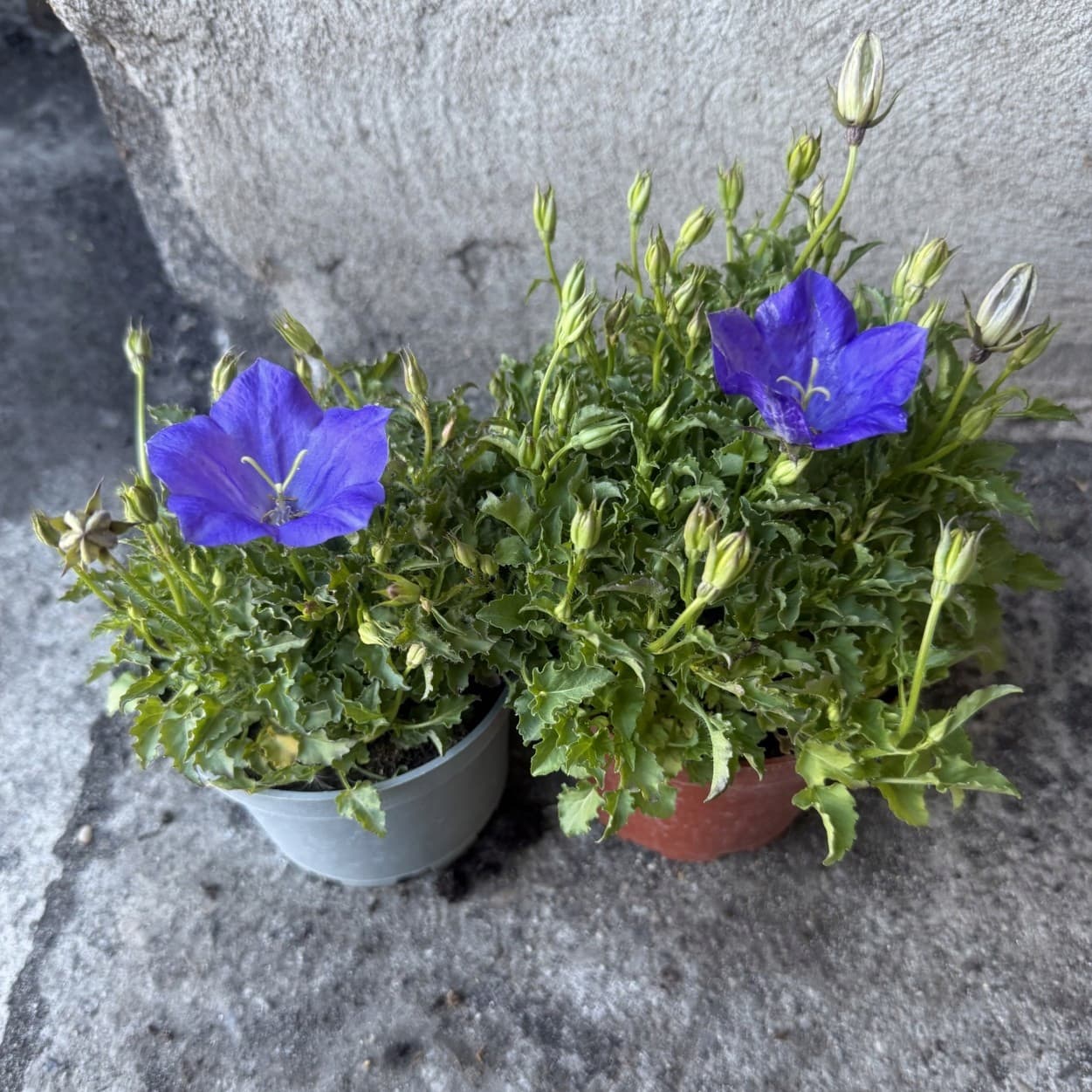 Dzwonek Karpacki (Campanula) Niebieski, zdjęcie główne